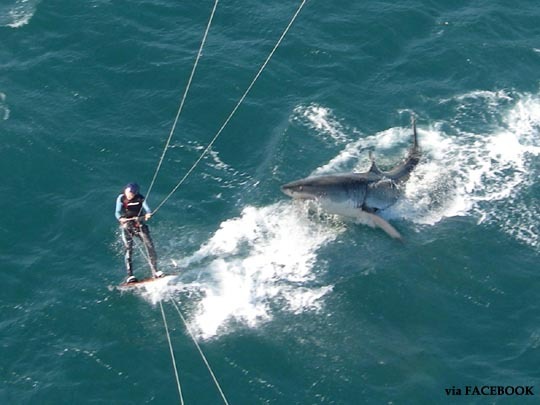 sharkandkitesurf23.jpg 강아지 같은 상어~ 서퍼와 신난 상어 ‘포착’ 