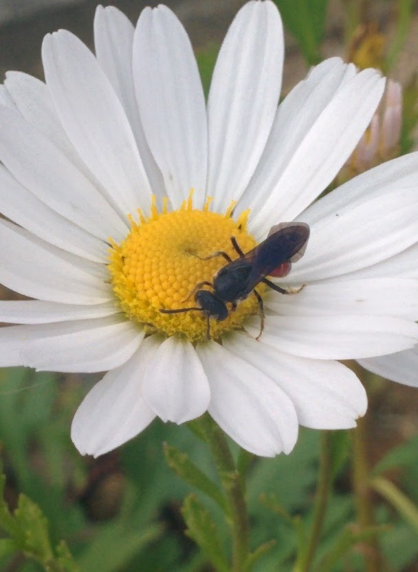 IMG_20151003_155145.jpg 하얀 들국화를 찾은 작은 잎벌? 홍배꼬마꽃벌!