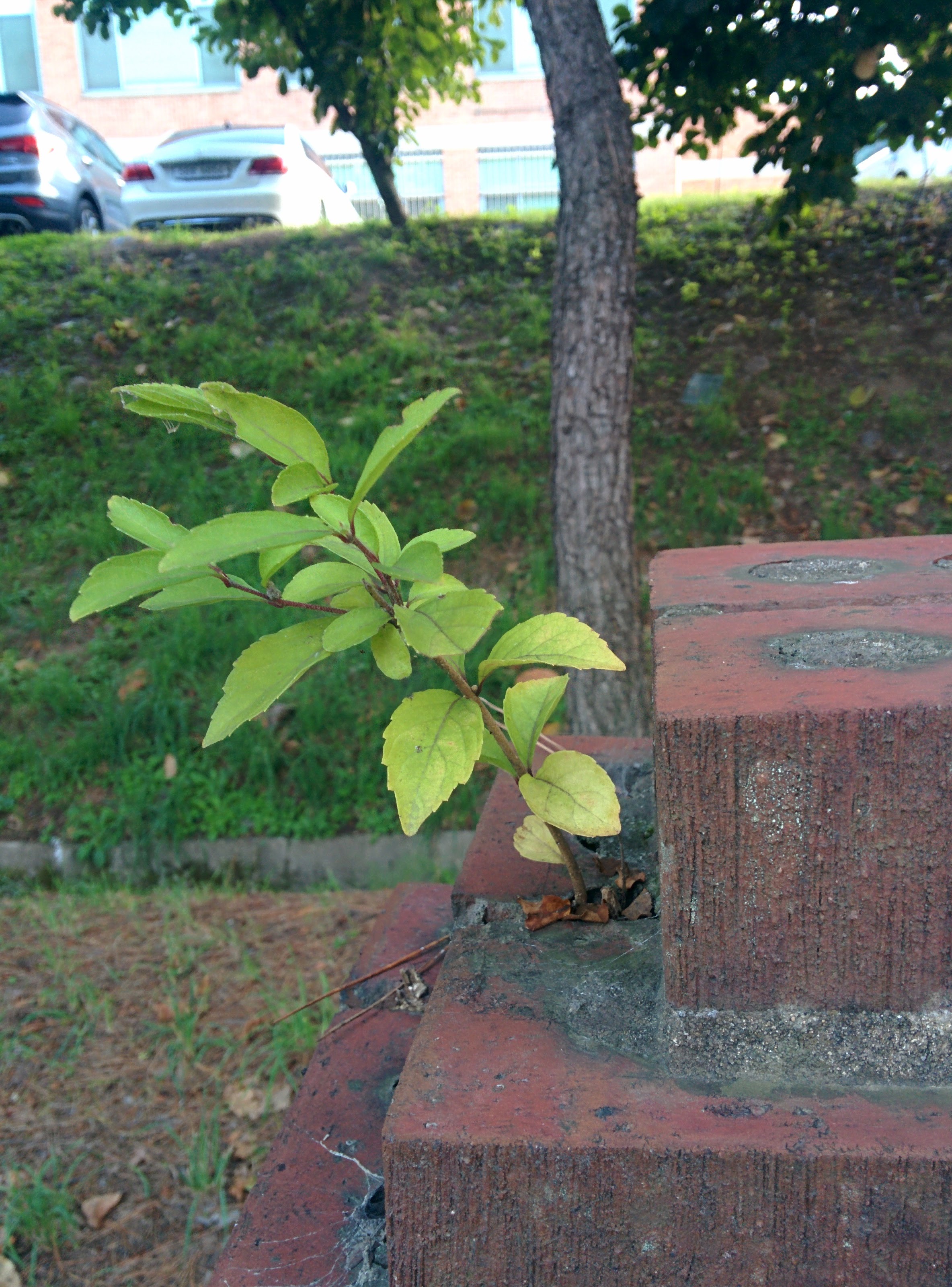 IMG_20151014_172419.jpg 아름다운 생명력... 담장 위에서 자라는 어린 나무 -- 느티나무