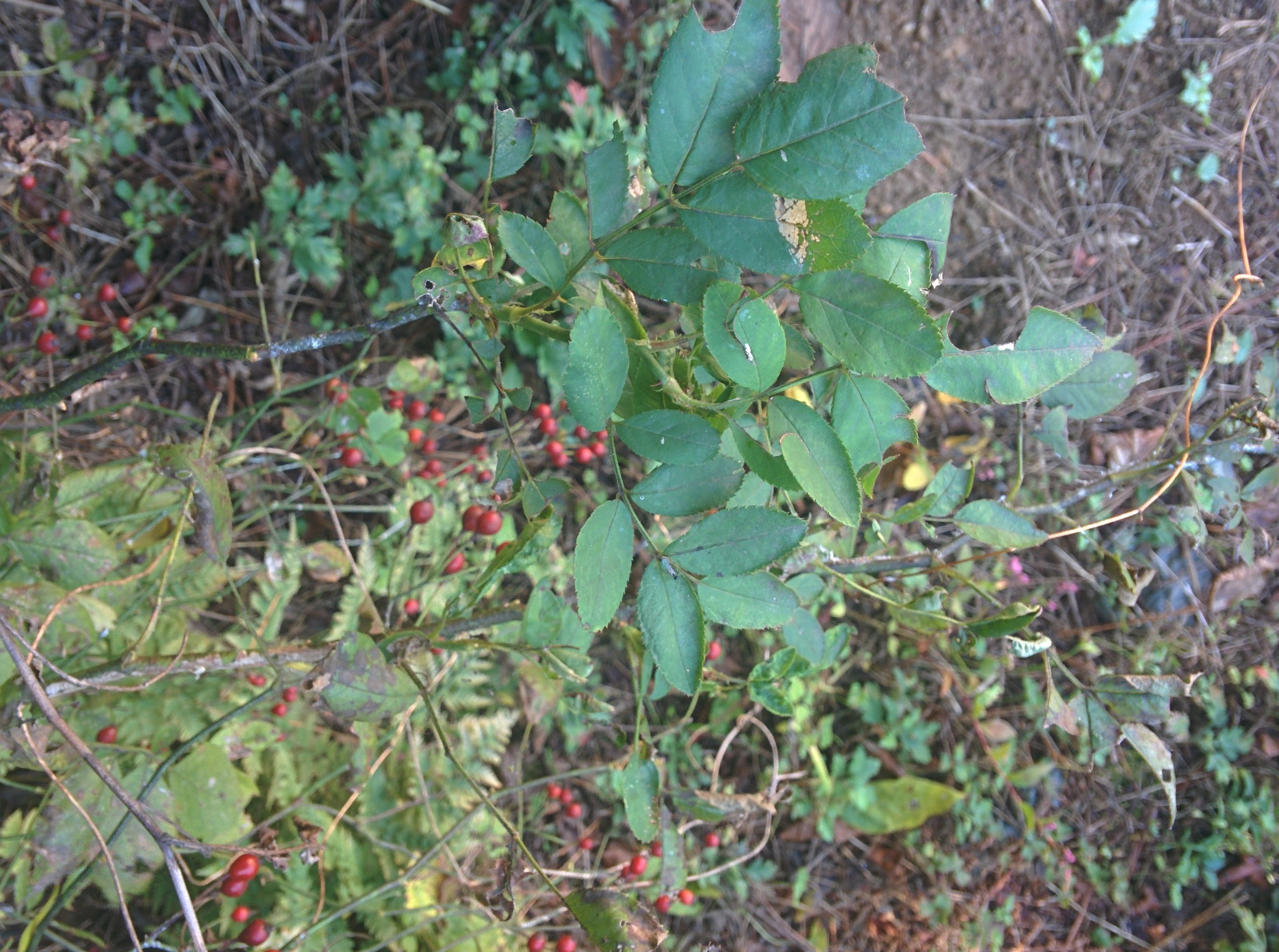 IMG_20151014_125053.jpg 빨간색 찔레나무 열매