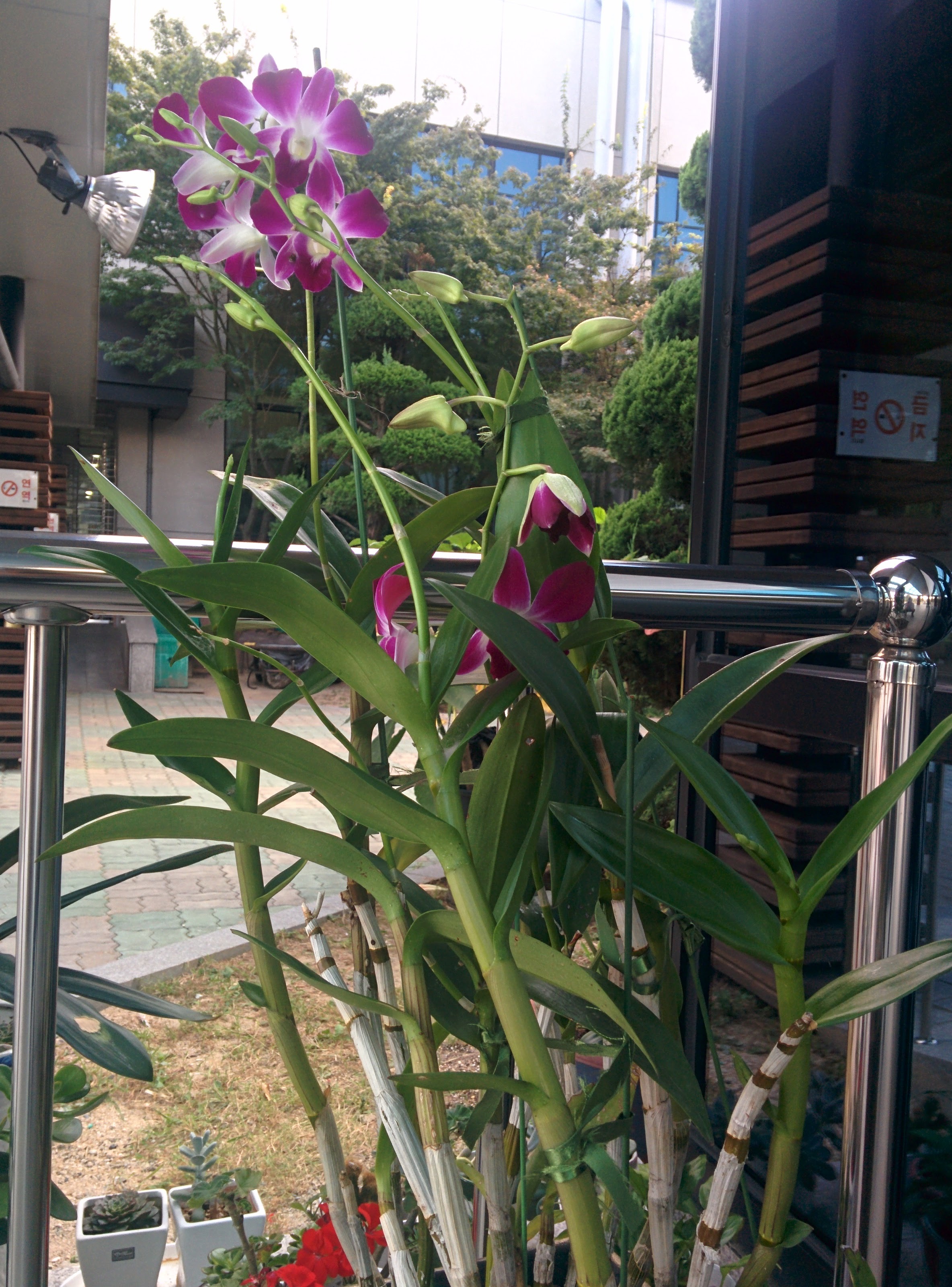 IMG_20150925_175050.jpg 자주색 꽃을 피운 난초, 석곡란(石斛蘭)