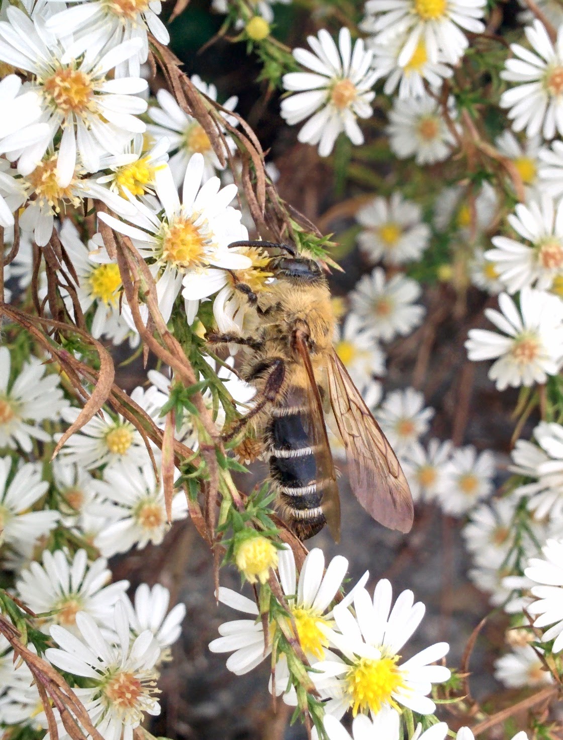 IMG_20151007_153357.jpg 앞가슴 등판에 황갈색 털이 빼곡하게 난 배벌 암컷