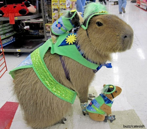 ridingcapybara9.jpg 쥐탄쥐
