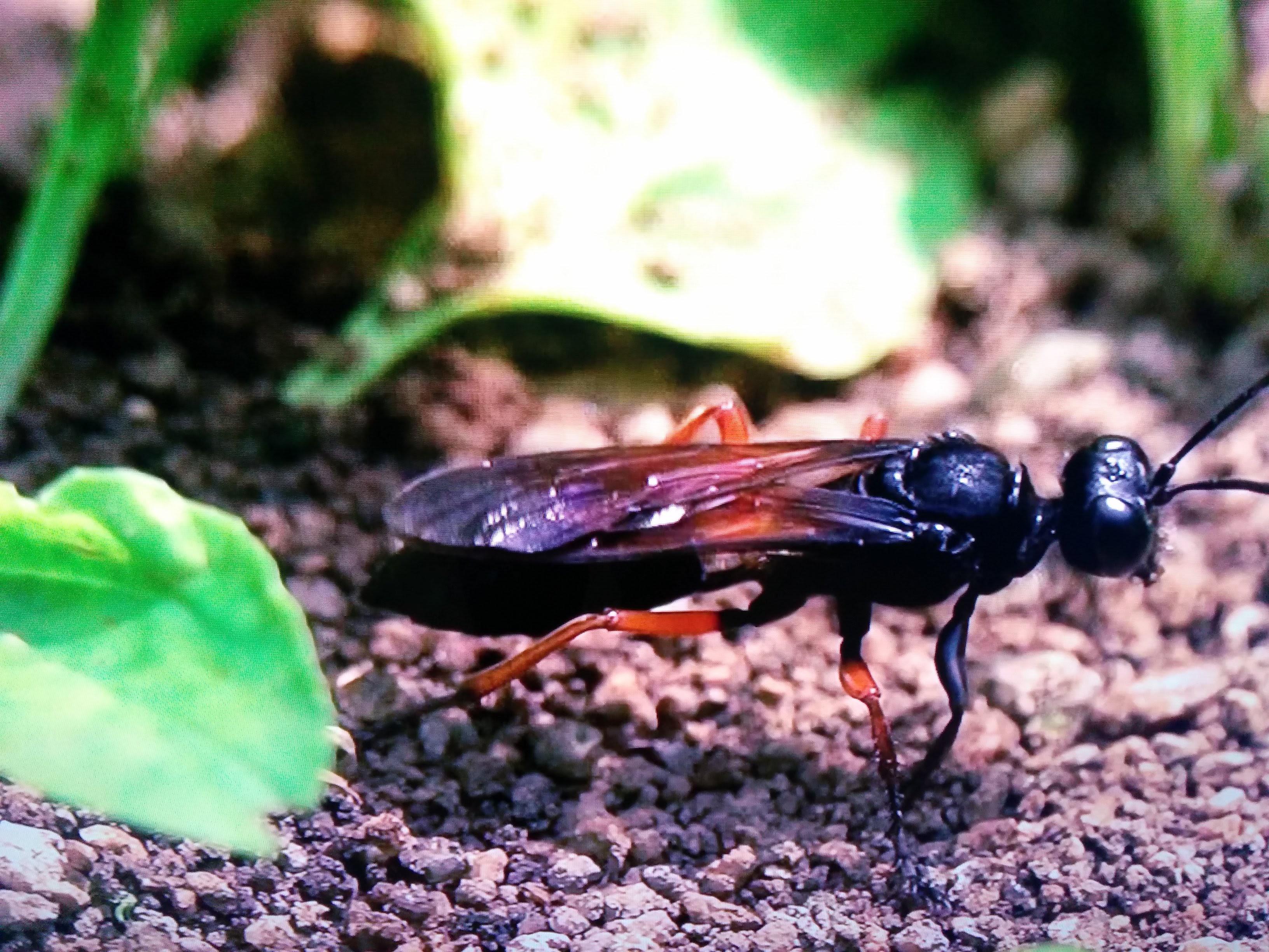 IMG_20151011_205058.jpg 알을 낳기위해 굴을 파는 홍다리조롱박벌