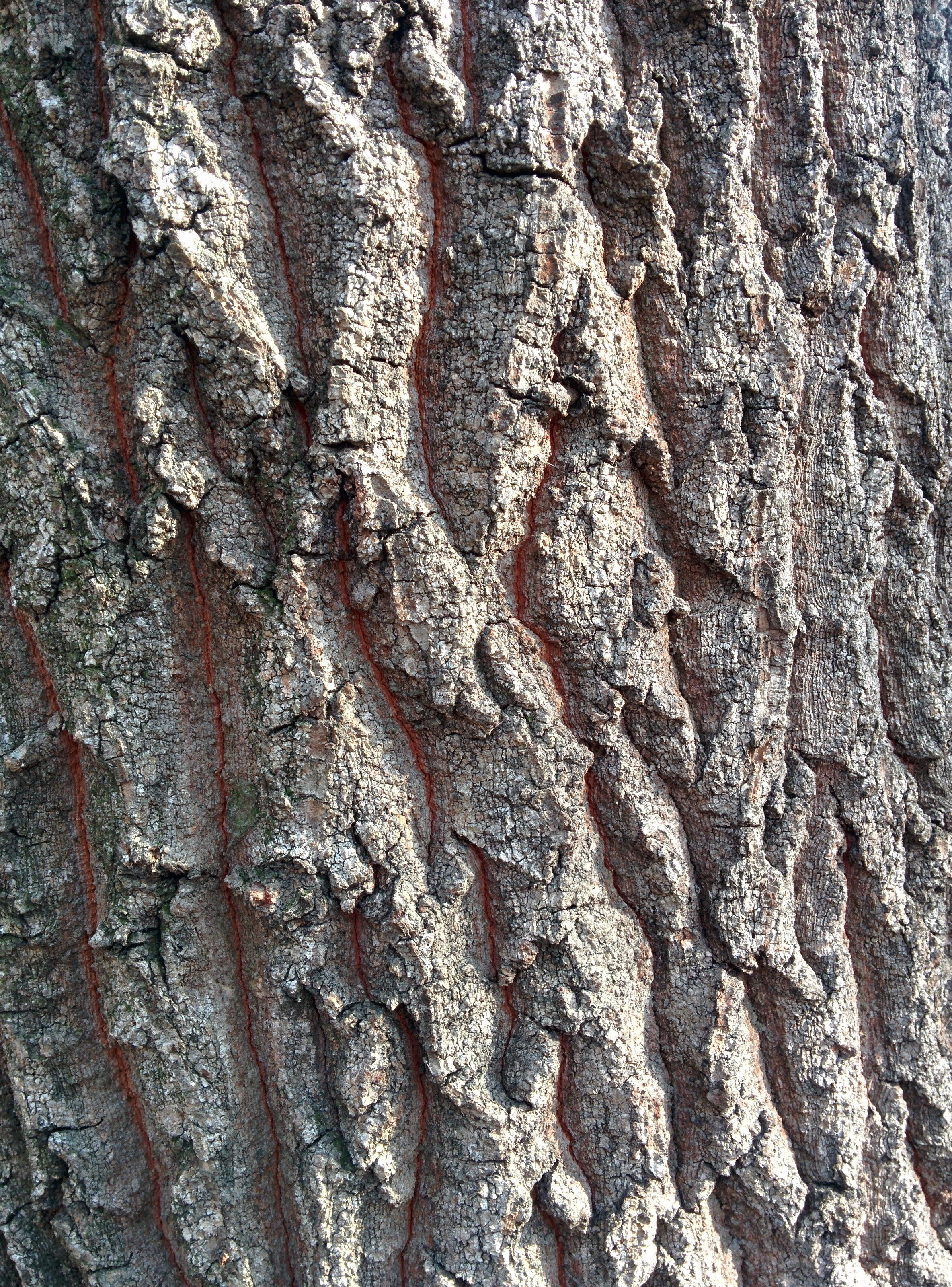 IMG_20151209_124443.jpg 겨울의 상수리나무 줄기