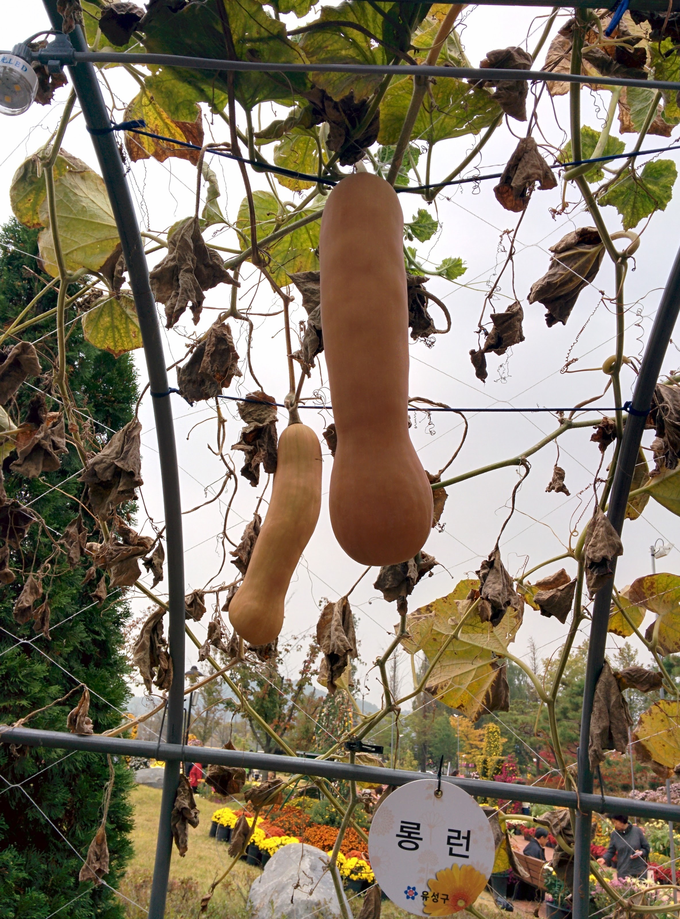 IMG_20151024_131859.jpg 길쭉한 호박, 롱런(Long Run)