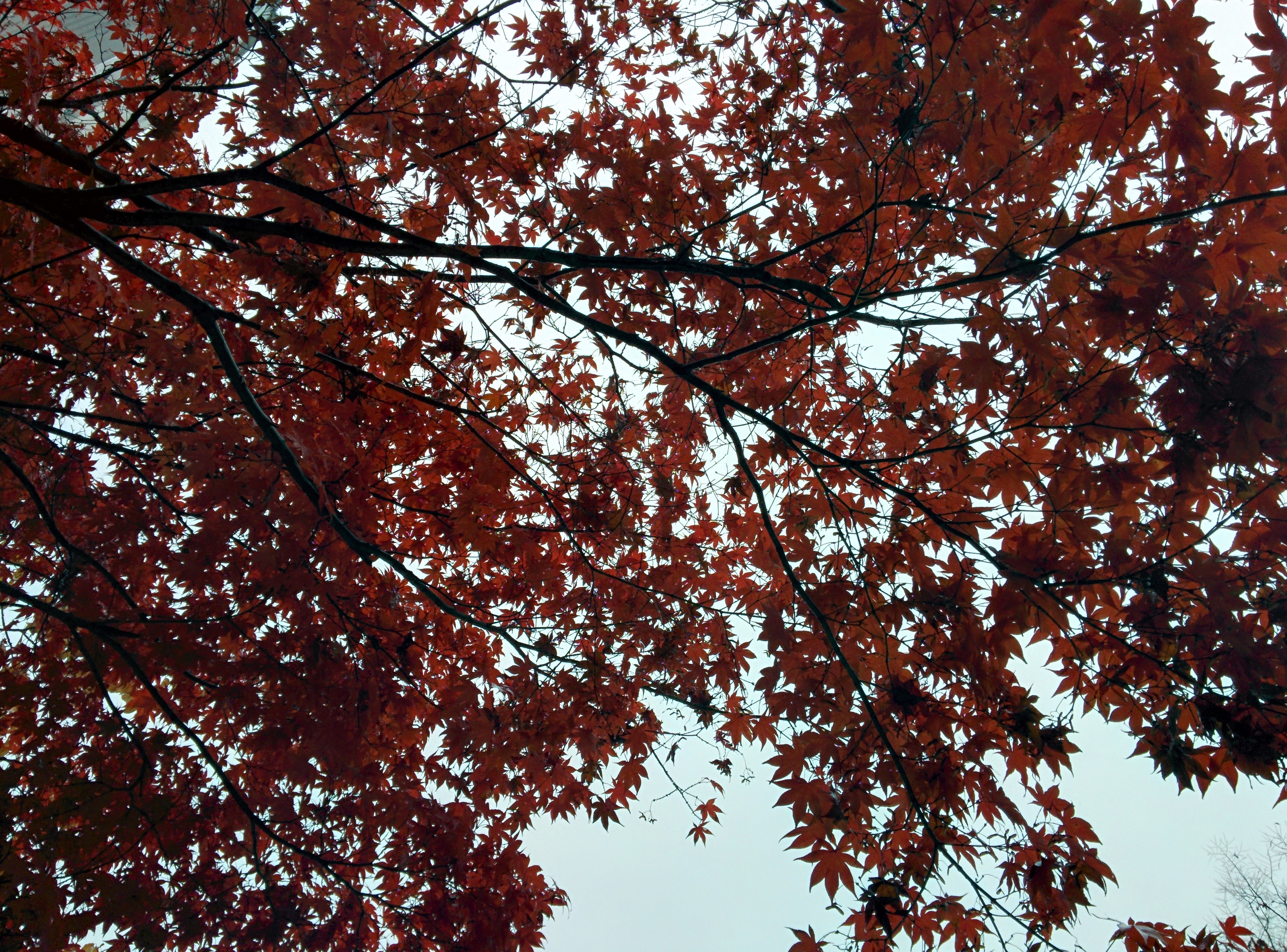 IMG_20151108_125945.jpg 비오는 날 단풍나무의 붉은색 . 단풍(丹楓)