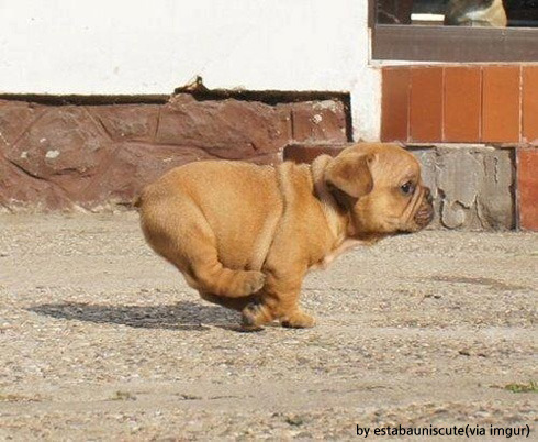 ligntnidog02.jpg 광속으로 달리는 강아지 