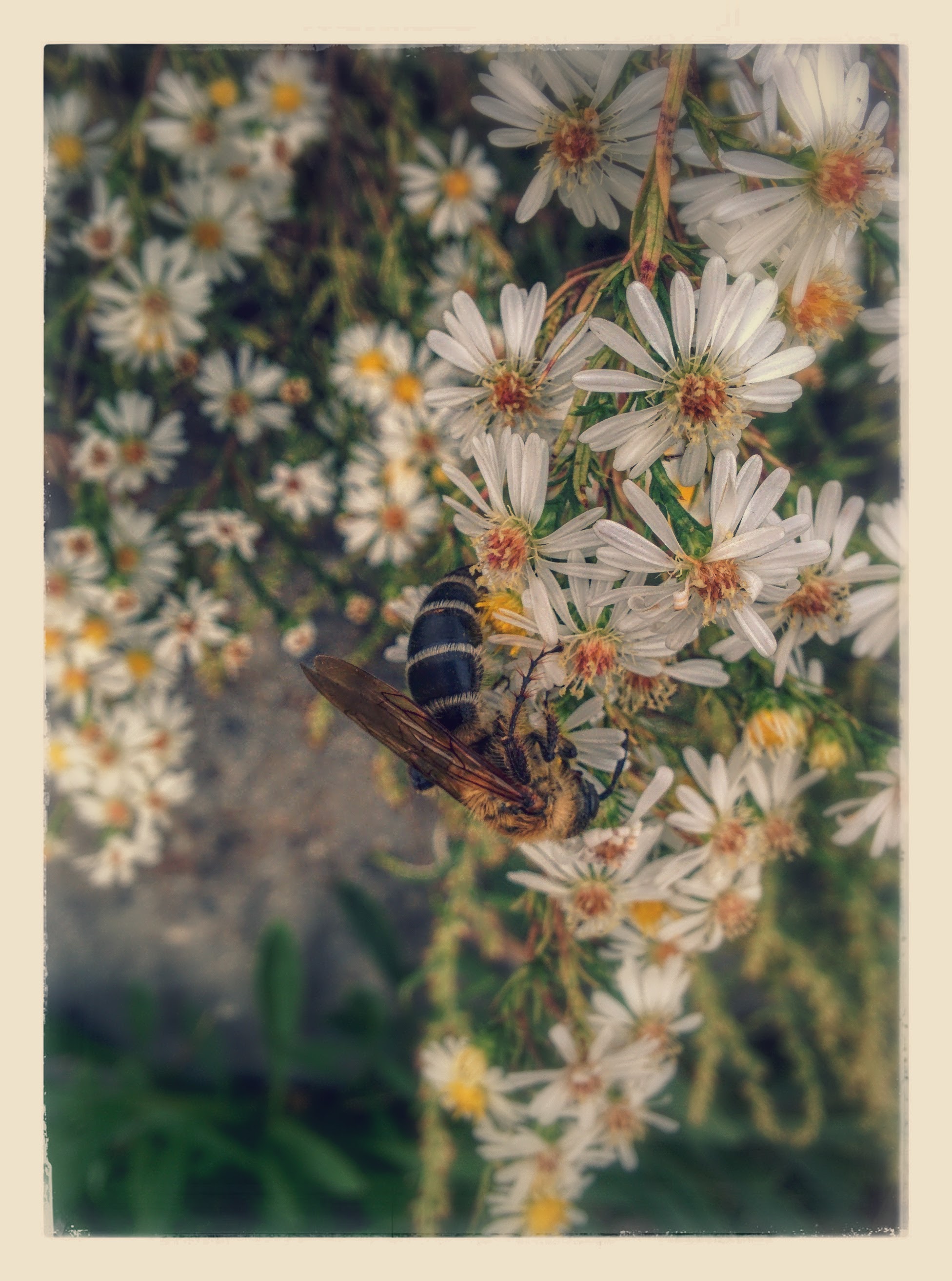 IMG_20151007_152315-EFFECTS.jpg 미국쑥부쟁이 꽃을 찾은 대형 벌, 배벌 암컷