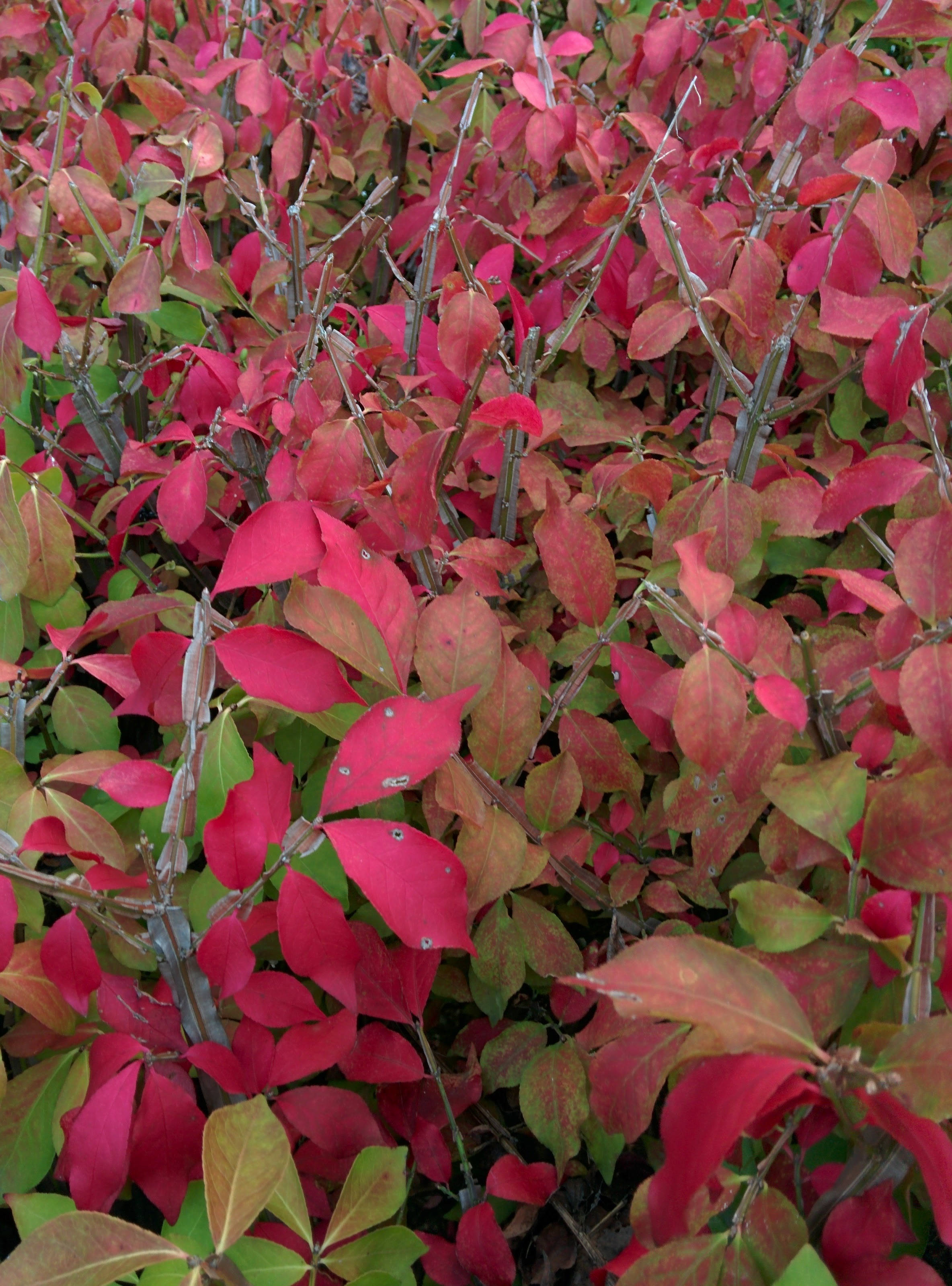 IMG_20151006_165003.jpg 붉게 단풍이 물드는 가을의 화살나무