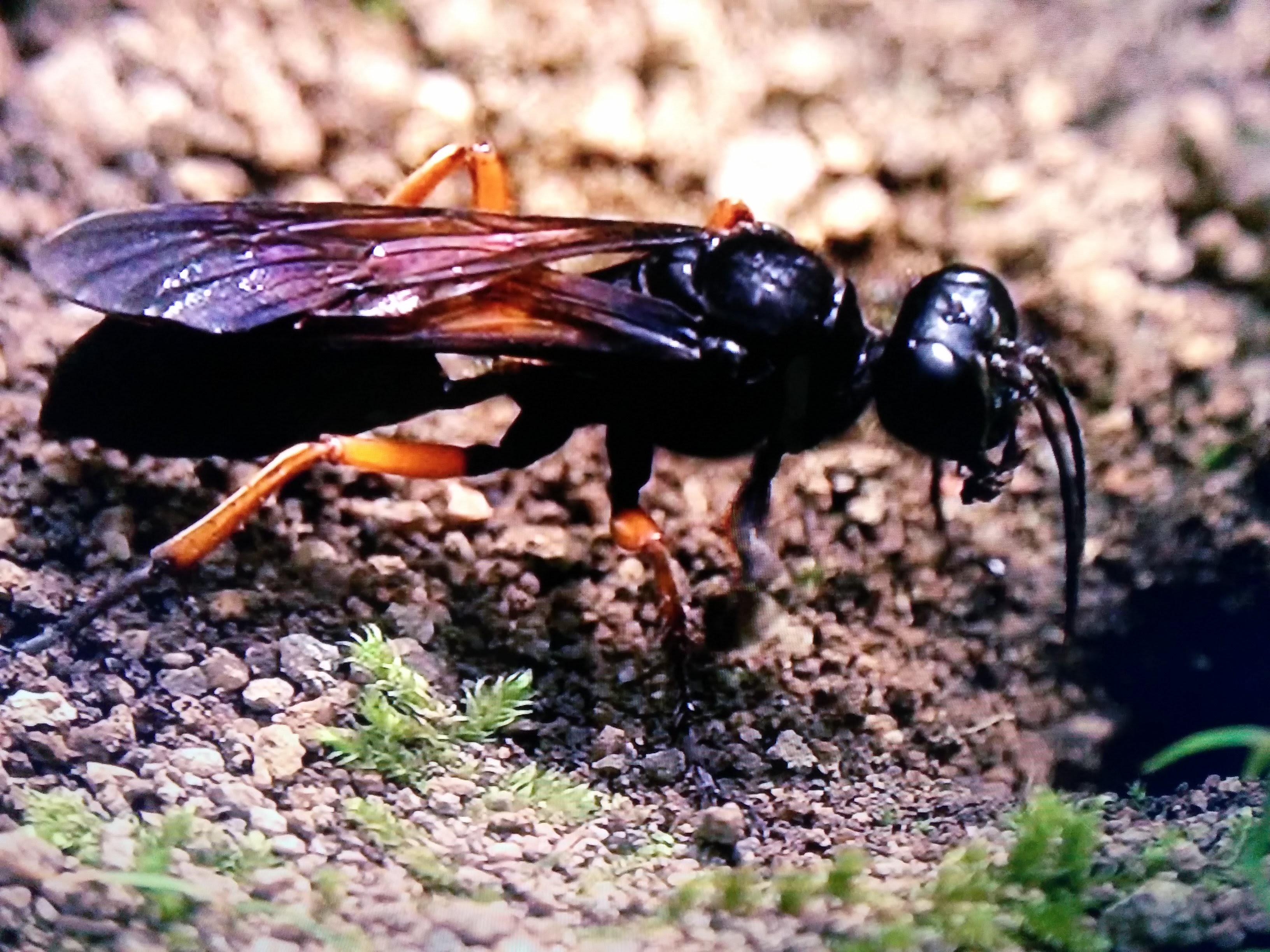 IMG_20151011_205151.jpg 알을 낳기위해 굴을 파는 홍다리조롱박벌