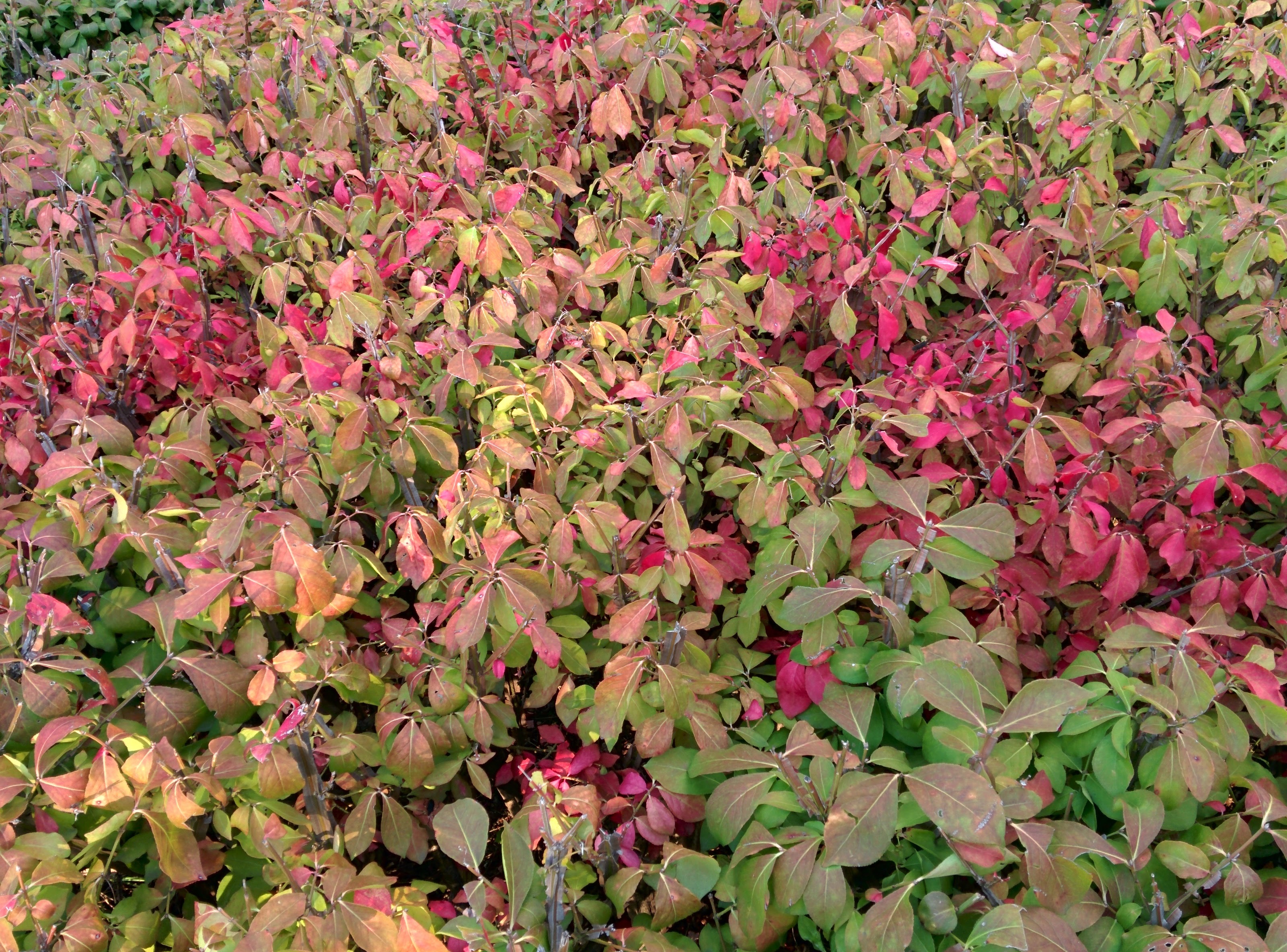 IMG_20151006_164807.jpg 붉게 단풍이 물드는 가을의 화살나무