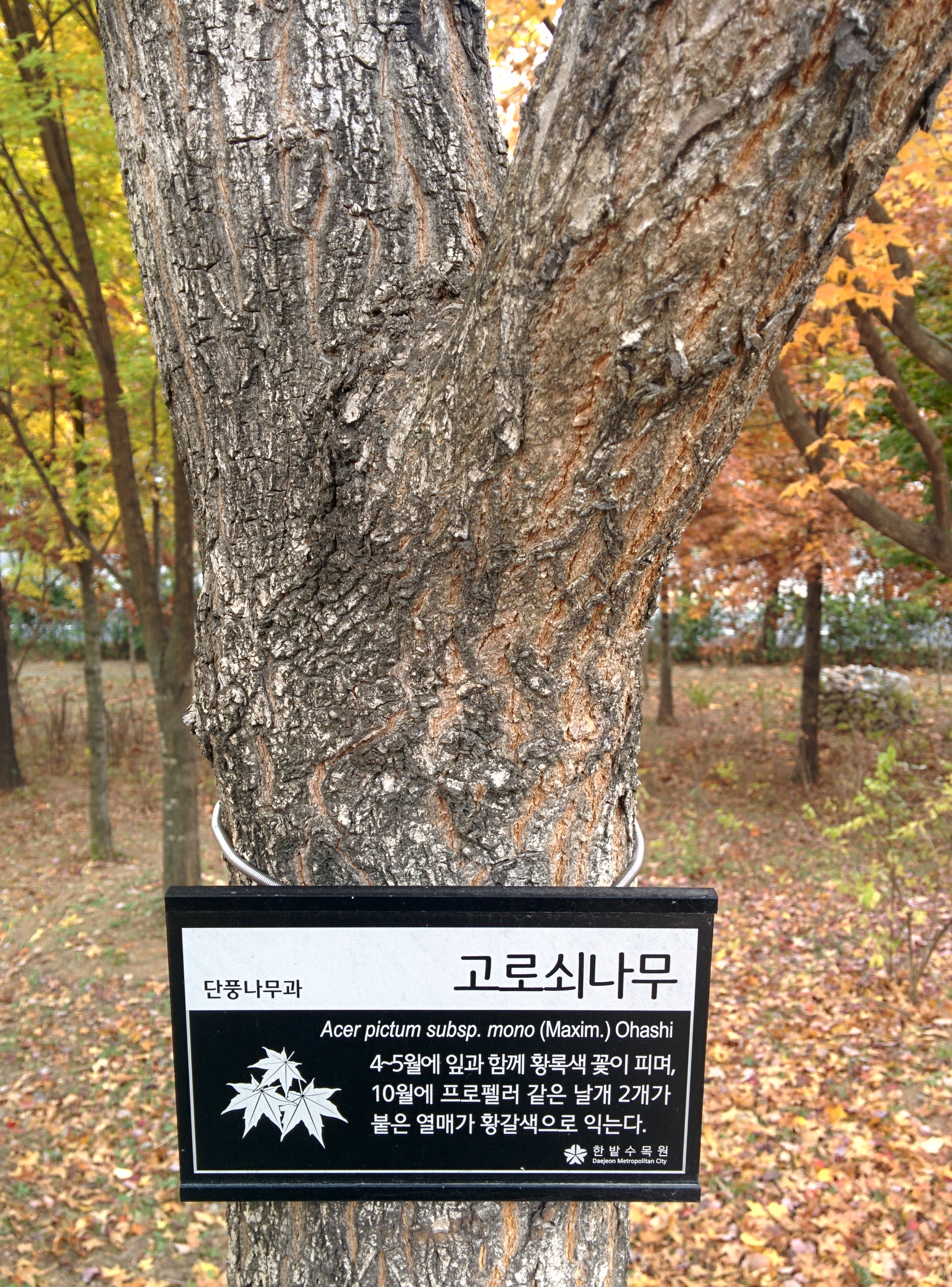 IMG_20151106_145324.jpg 다섯갈래로 잎이 갈라지는 키큰 고로쇠나무