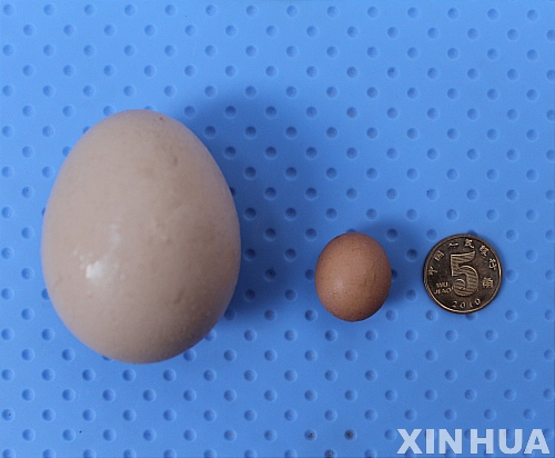 20110920235023871.jpg 길이 2.1cm, 세계에서 가장 작은 달걀 출현 