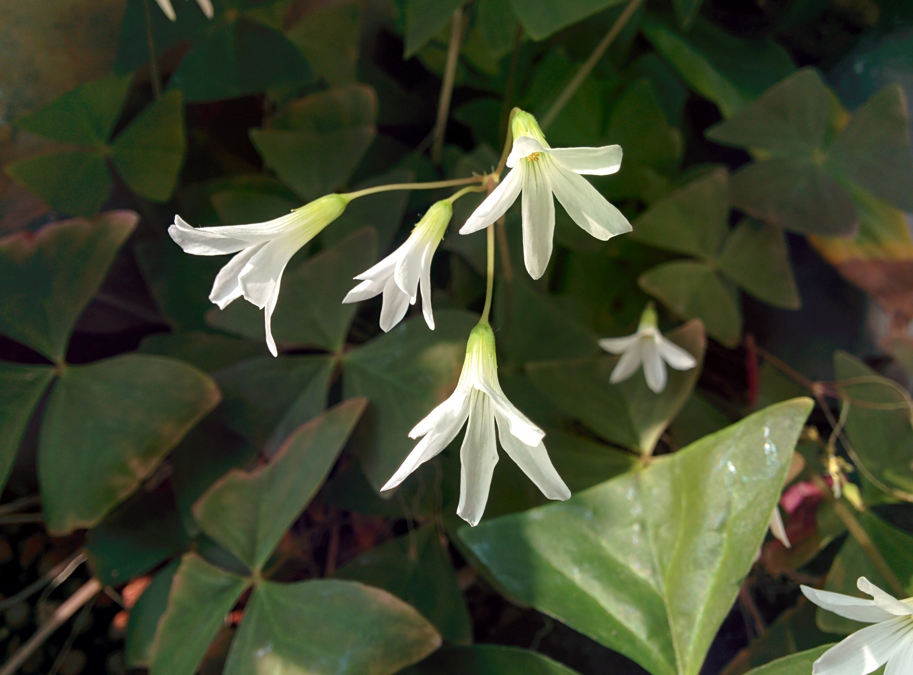 IMG_20151201_122521.jpg 하얀색 꽃이 핀 클로버를 닮은 삼각형 잎의 조경식물...사랑초(Oxalis triangularis subsp. papilionacea)