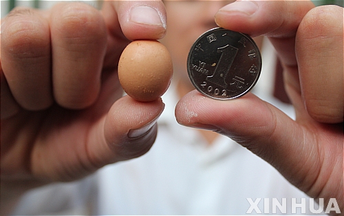 20110920235019708.jpg 길이 2.1cm, 세계에서 가장 작은 달걀 출현 