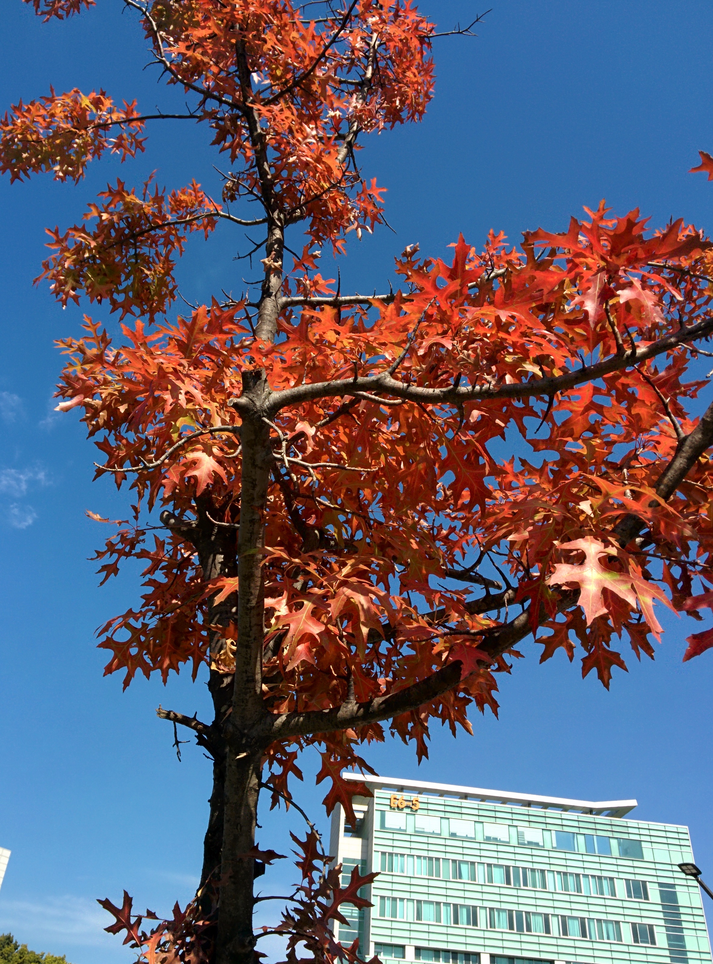 IMG_20151026_121603.jpg 붉게 단풍이 든 가로수의 큰 톱니 이파리 -- 대왕참나무