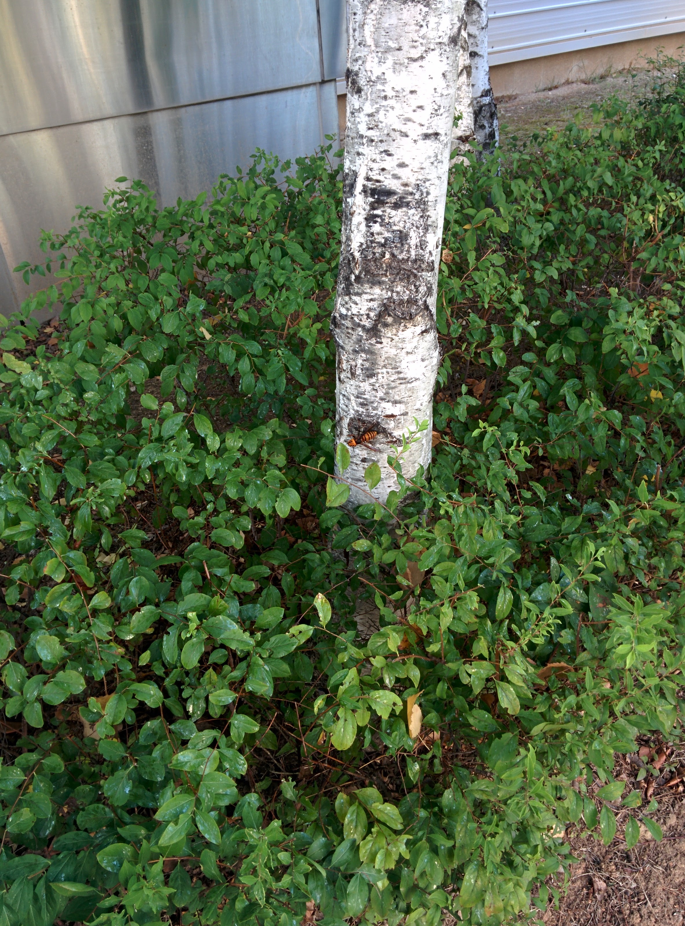 IMG_20151006_163756.jpg 자작나무 수액을 빠는 장수말벌