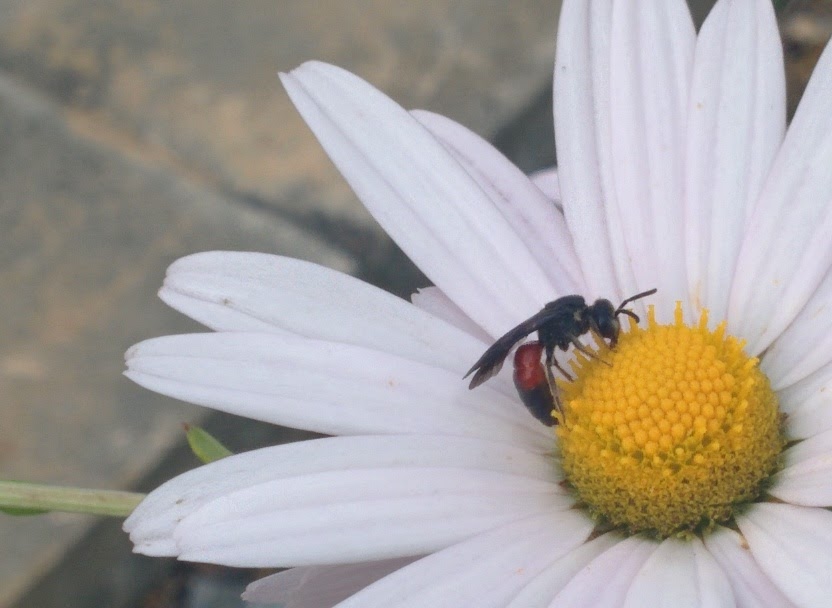 IMG_20151003_155232.jpg 하얀 들국화를 찾은 작은 잎벌? 홍배꼬마꽃벌!