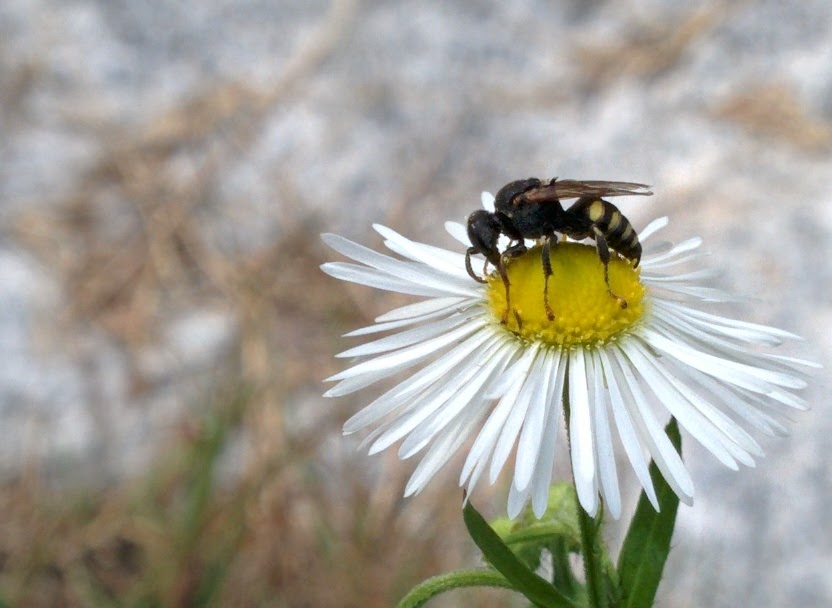 IMG_20151004_130146.jpg 개망초 꽃에서 꿀을 따는 작은 잎벌? 꼬마꽃벌류