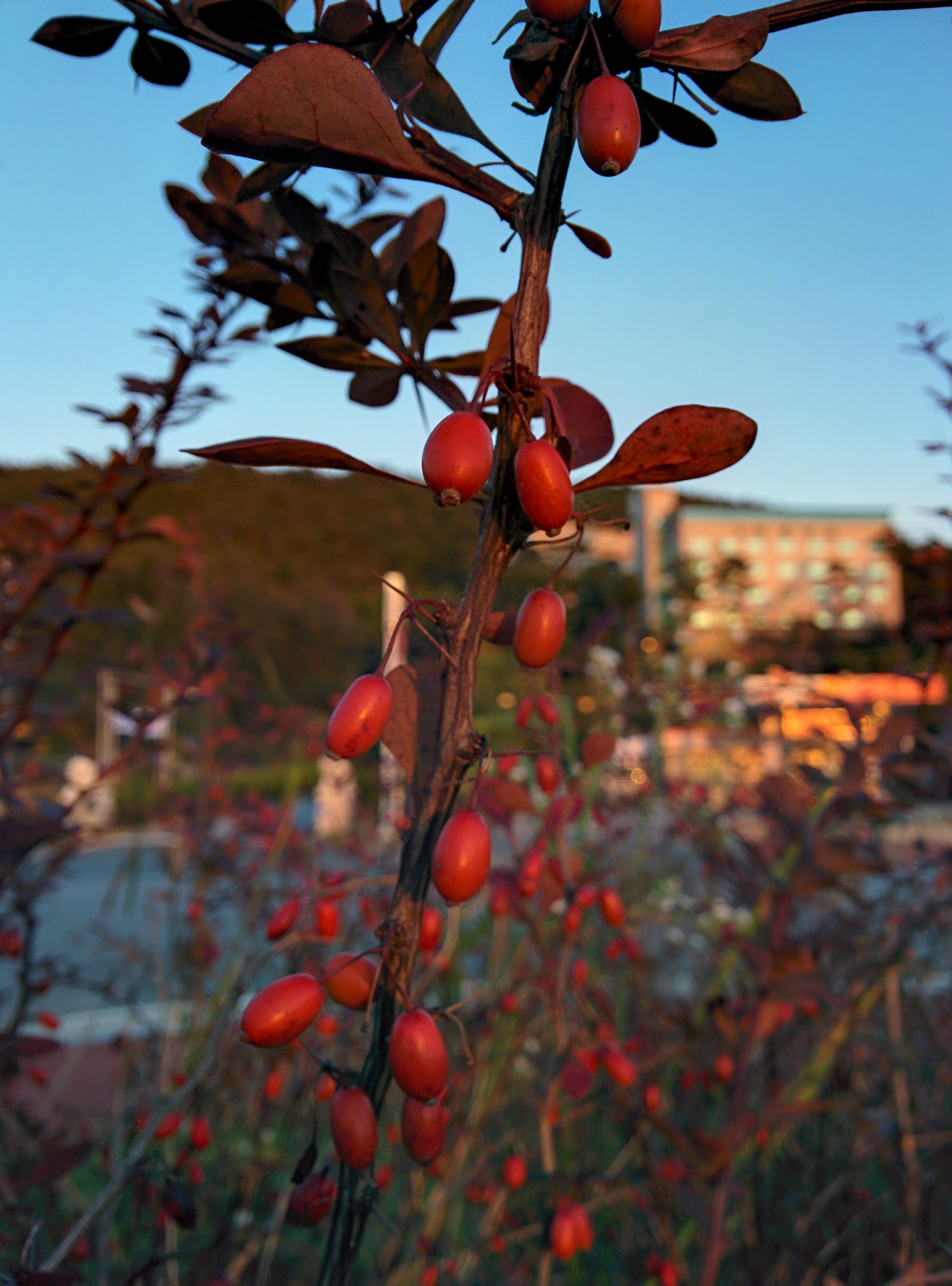 IMG_20151009_175204.jpg 가로수 관목의 빨간색 열매 -- 당매자나무