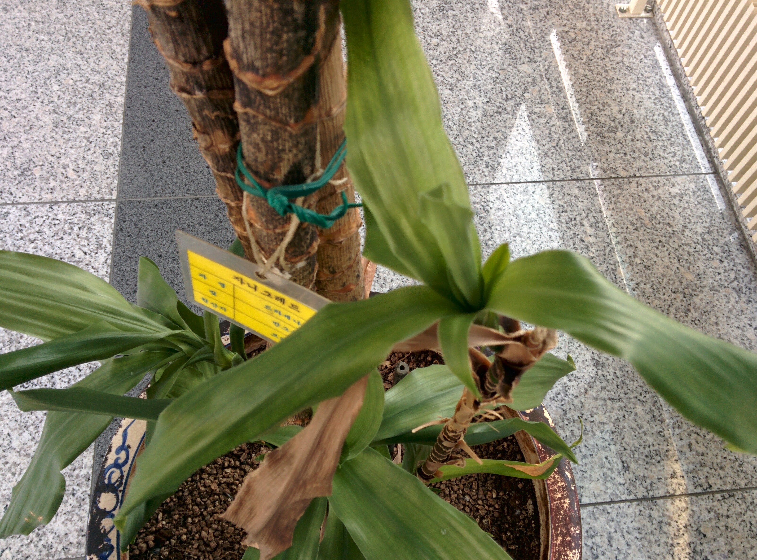 IMG_20151207_141039.jpg 자니드레드? 드라세나(Dracena) 종류 -- 드라세나 '자넷 크레이그'... 행운목(드라세나)