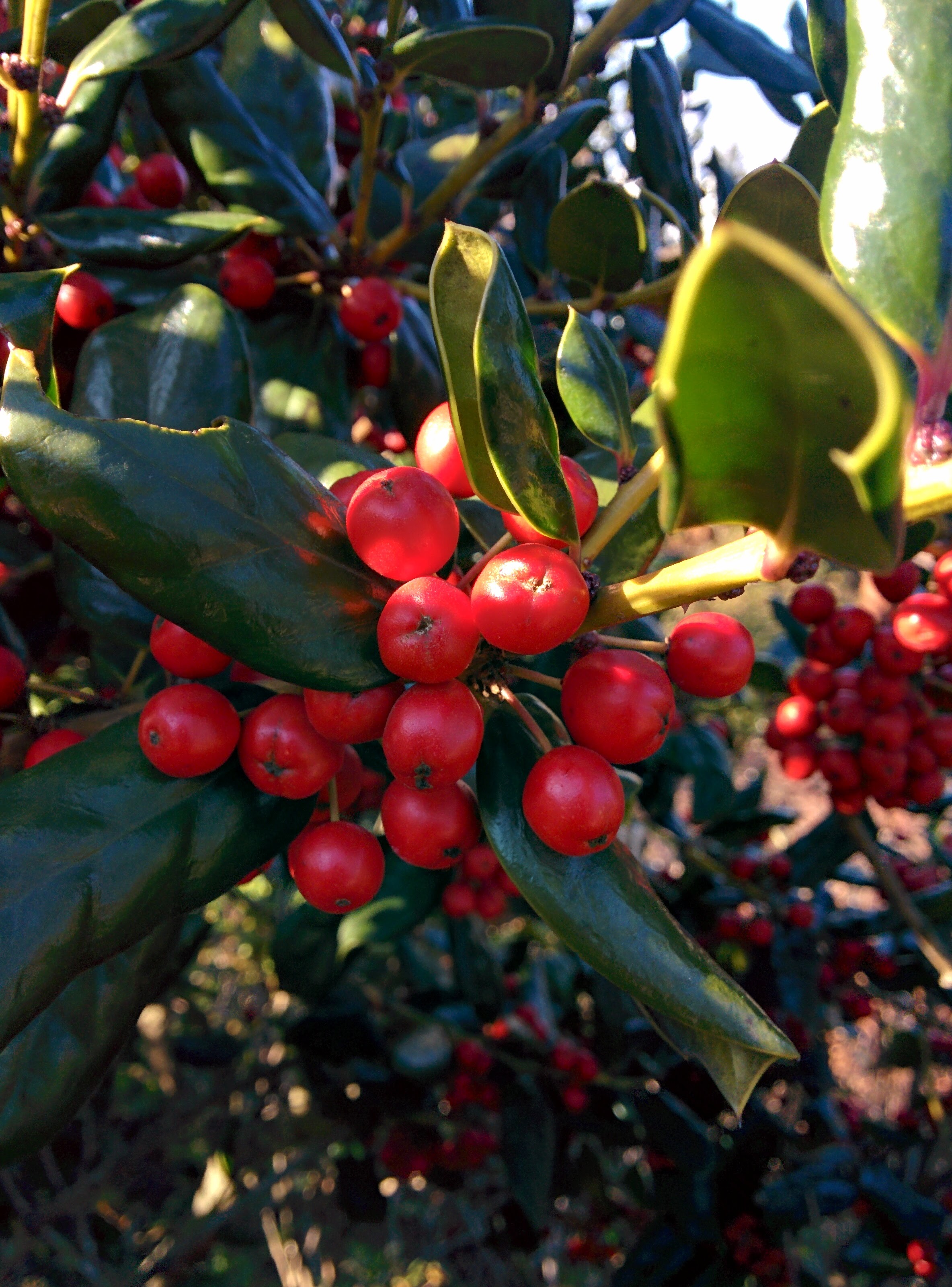 IMG_20151228_143337.jpg 붉은색 열매를 잔뜩 매단 호랑가시나무