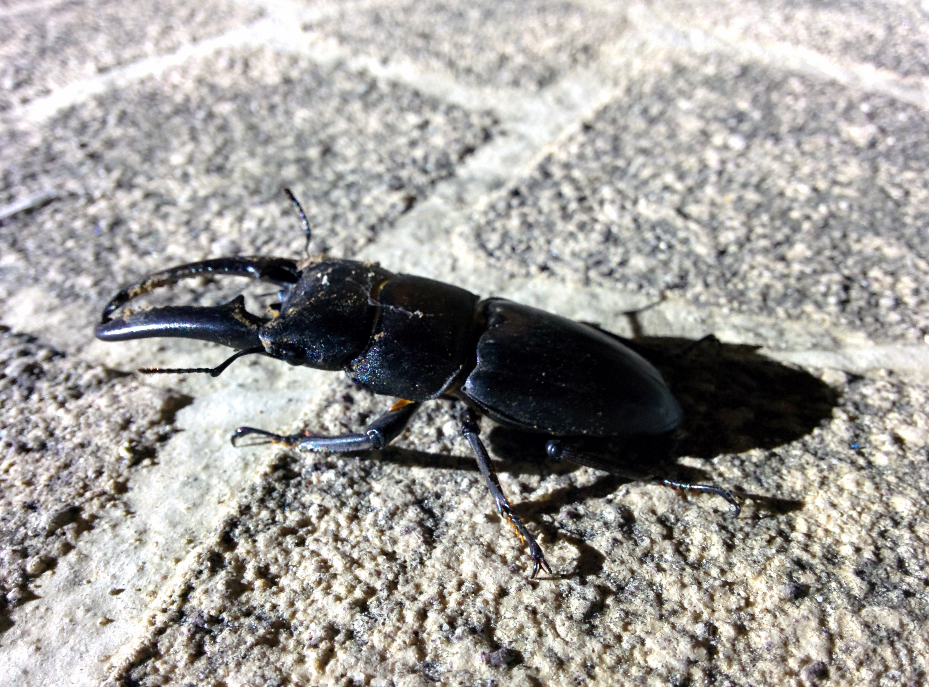 IMG_20150830_200505.jpg 불티교 야경과 불티교에 날아든 넓적사슴벌레