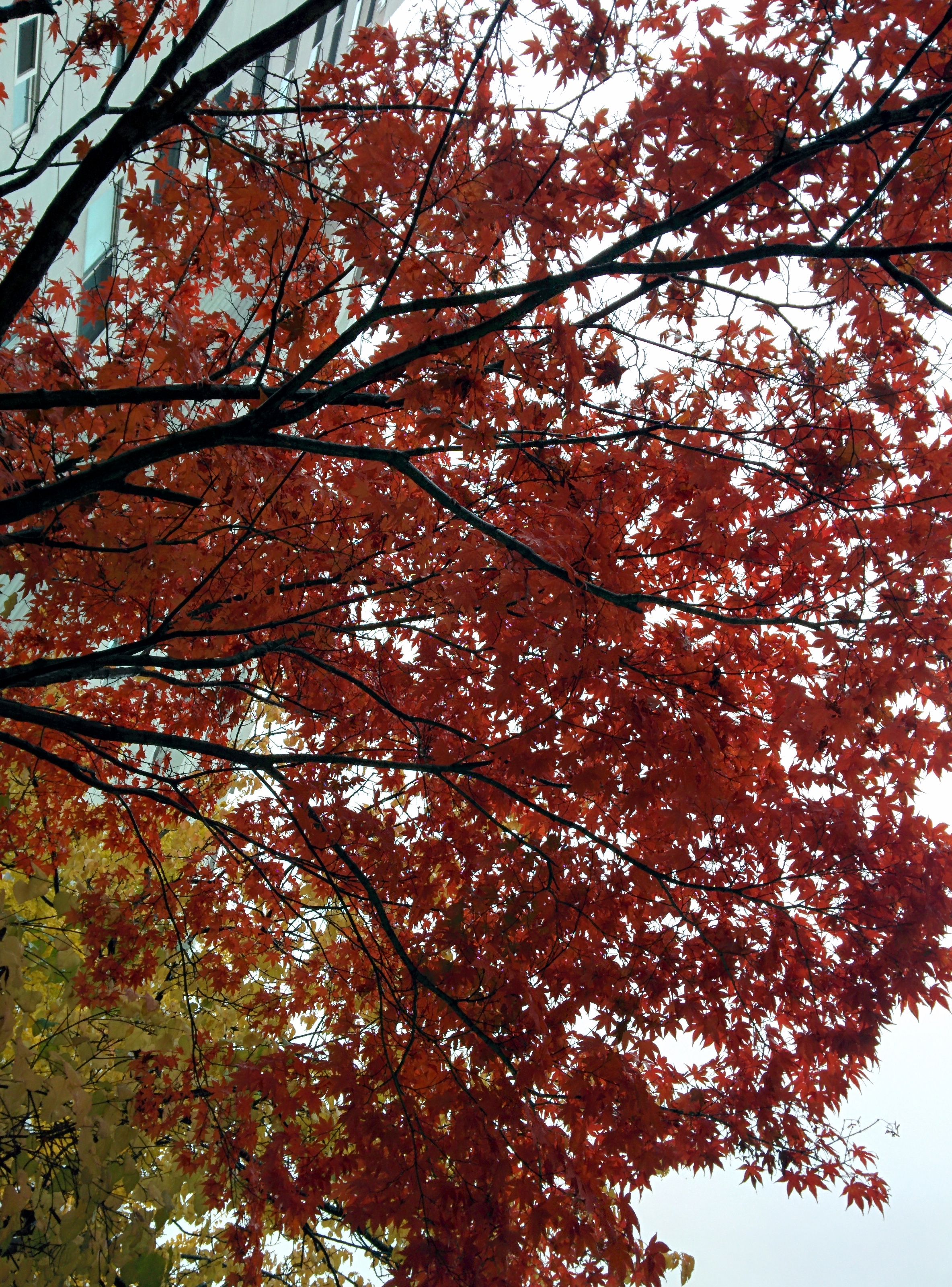 IMG_20151108_125935.jpg 비오는 날 단풍나무의 붉은색 . 단풍(丹楓)
