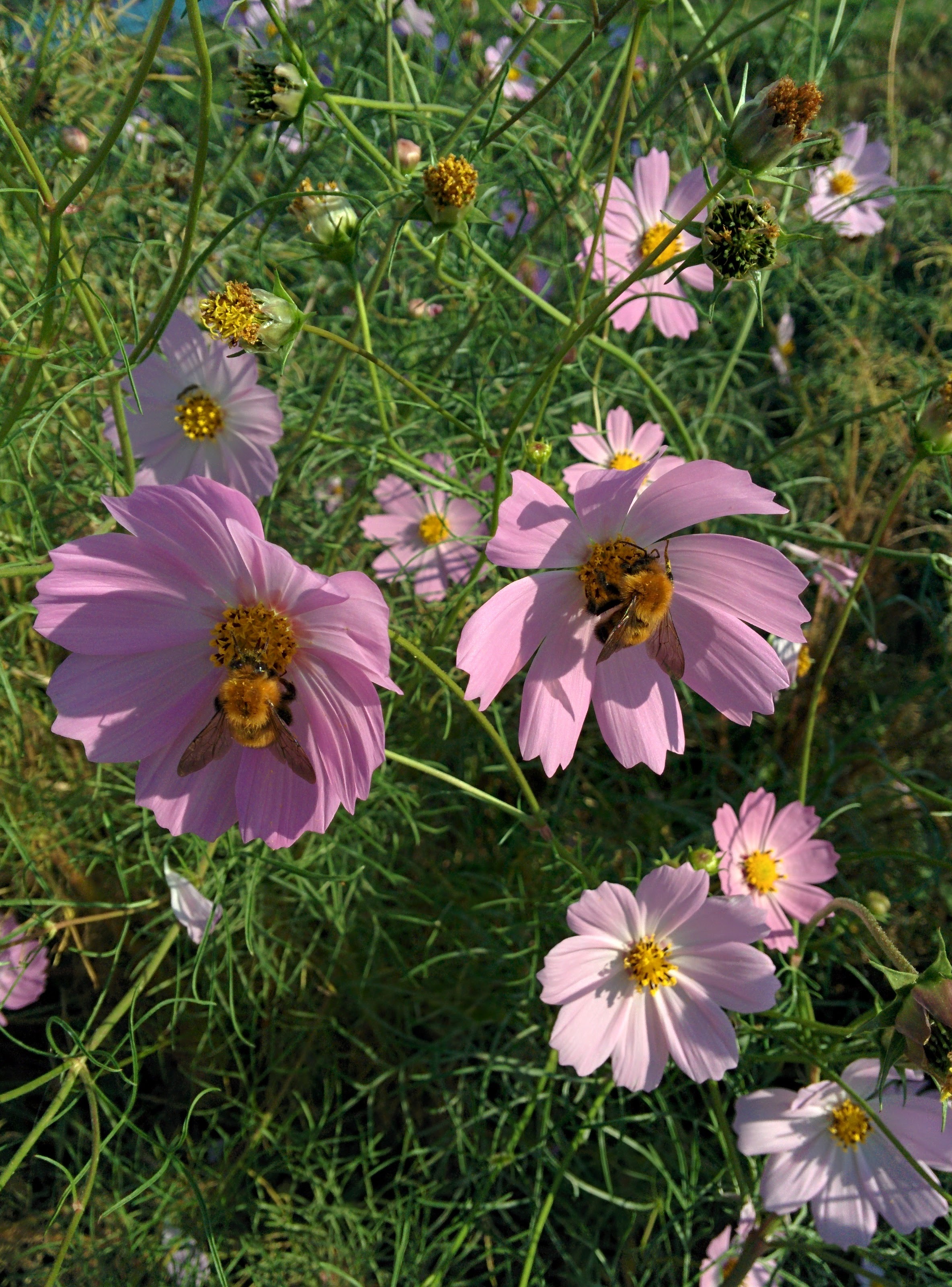 IMG_20150929_083235.jpg 연분홍색 코스모스 꽃과 어리호박벌