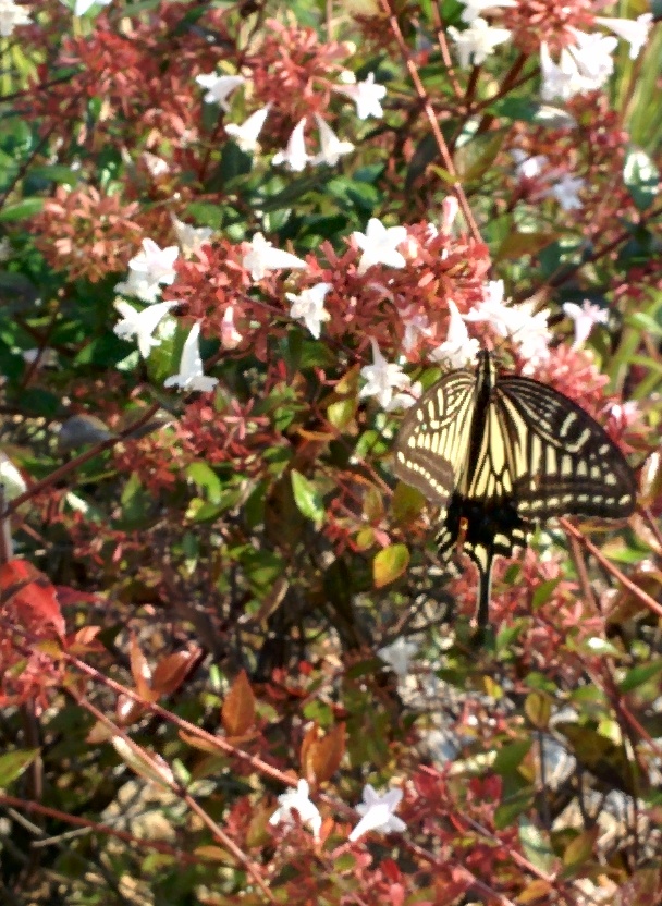 IMG_20150911_091609.jpg 꽃댕강나무 흰꽃과 호랑나비