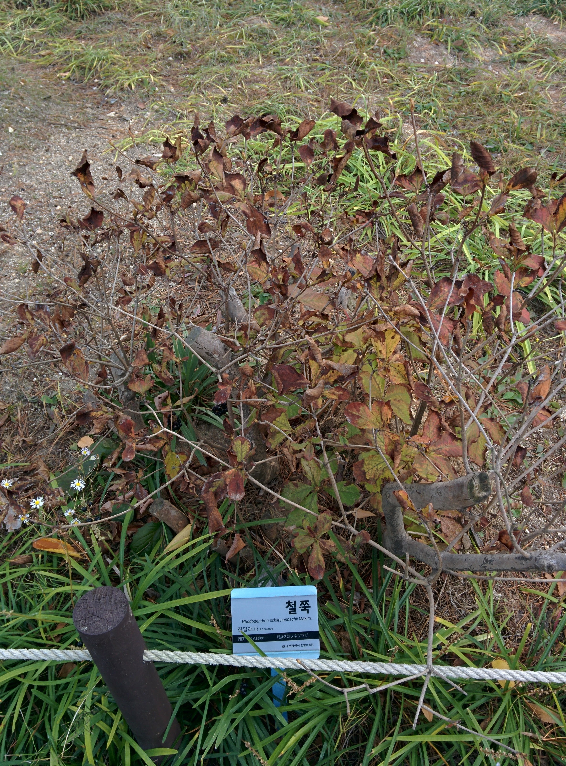 IMG_20151106_134525.jpg 넓은 잎이 말라가는 가을 철쭉