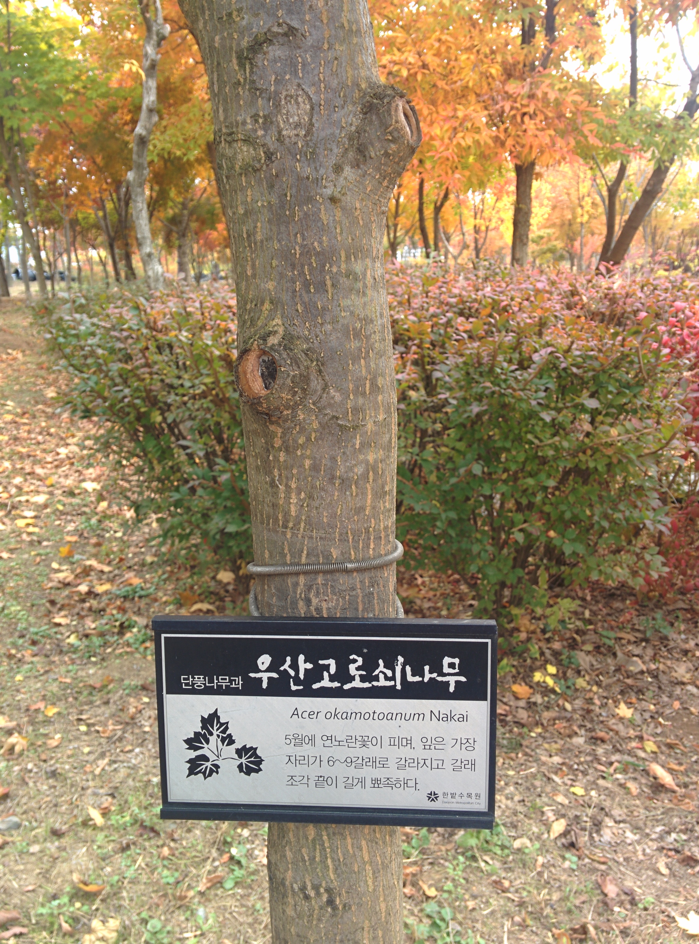 IMG_20151106_150127.jpg 넓적한 잎의 우산고로쇠나무 날개열매