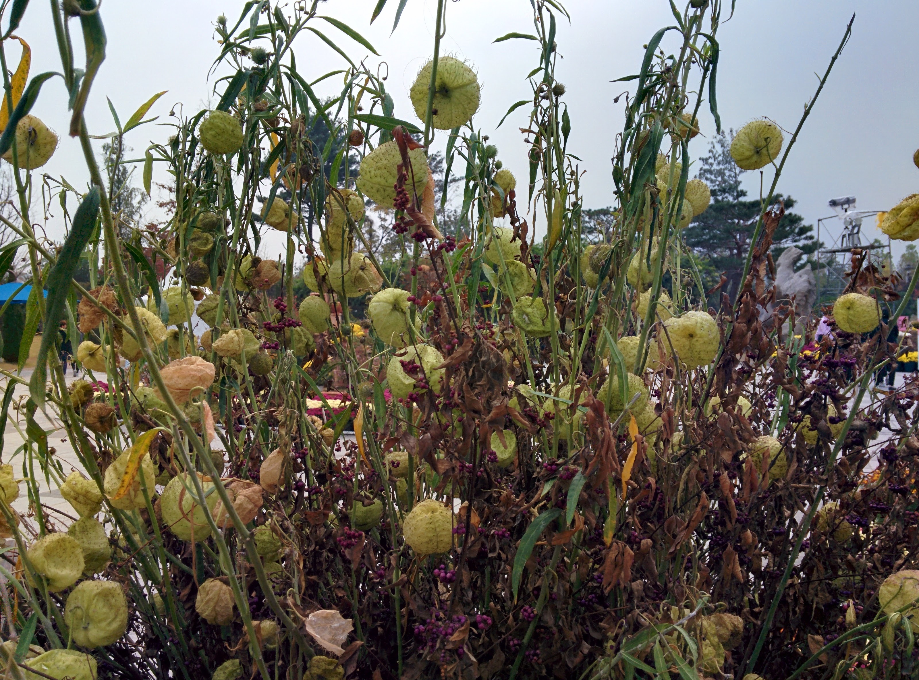 IMG_20151024_130434.jpg 털이 숭숭 달린 풍선 열매... 백조초