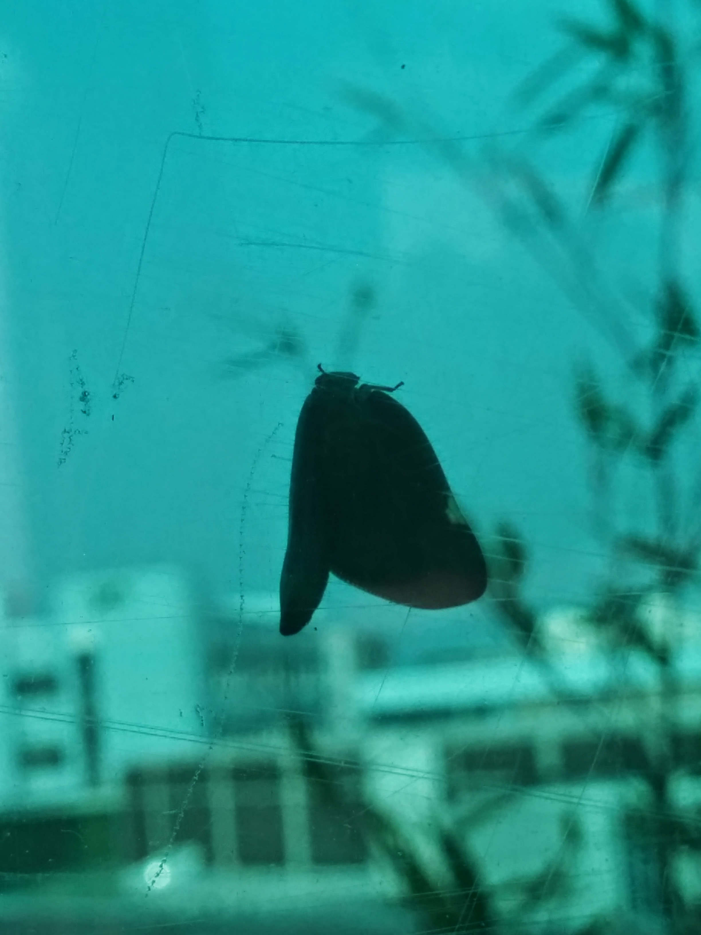 IMG_20140721_170439.jpg 투명한 아크릴판에 붙은 갈색날개매미충