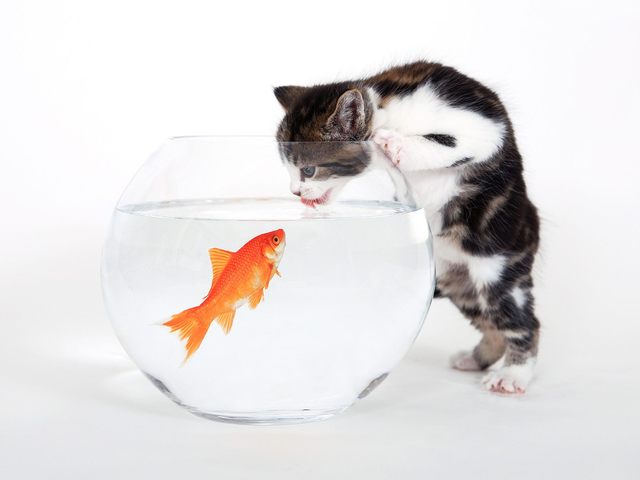 고양이-금붕어.jpg 고양이 앞의 생선