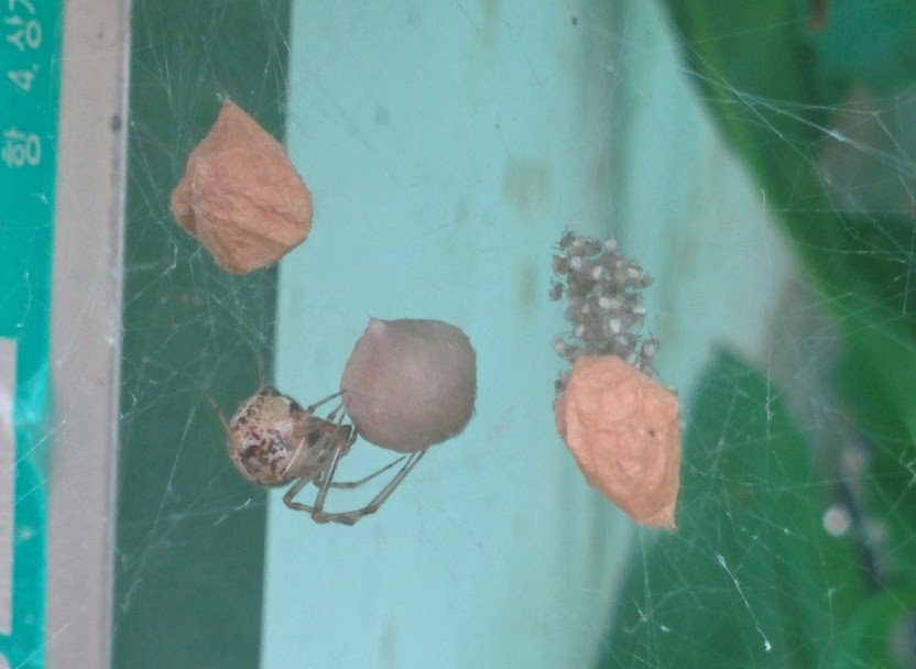 IMG_20150916_164529.jpg 예쁜 작은 거미(기생왕거미?), 거미줄에 알집을 짓다.