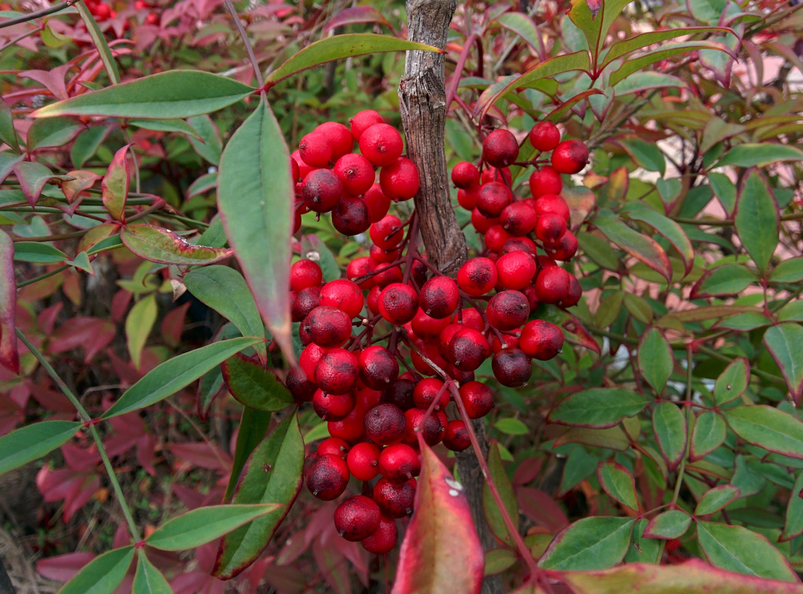 IMG_20151130_105252.jpg 가로변에 붉게 익어가는 남천나무 열매