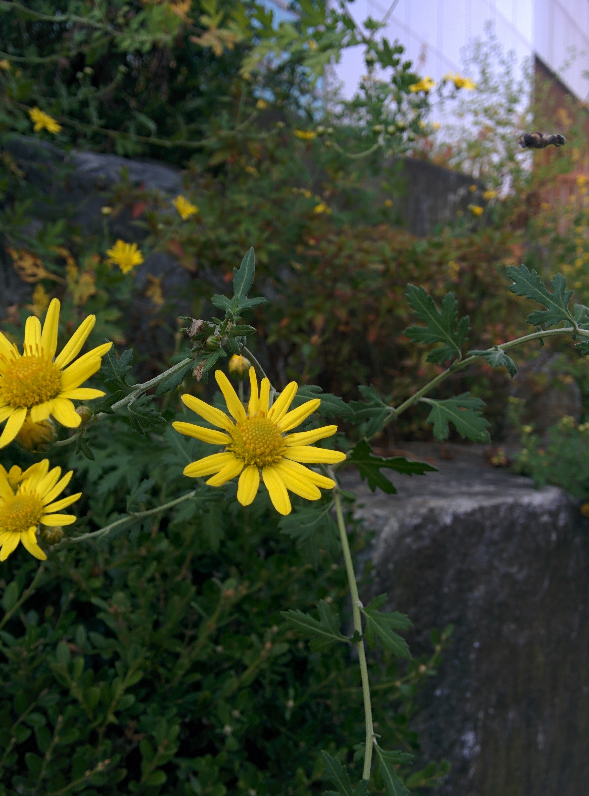 IMG_20151014_122142.jpg 노란색 들국화 꽃(감국)을 찾은 굵은 다리 꽃벌류 -- 알통다리꽃등에