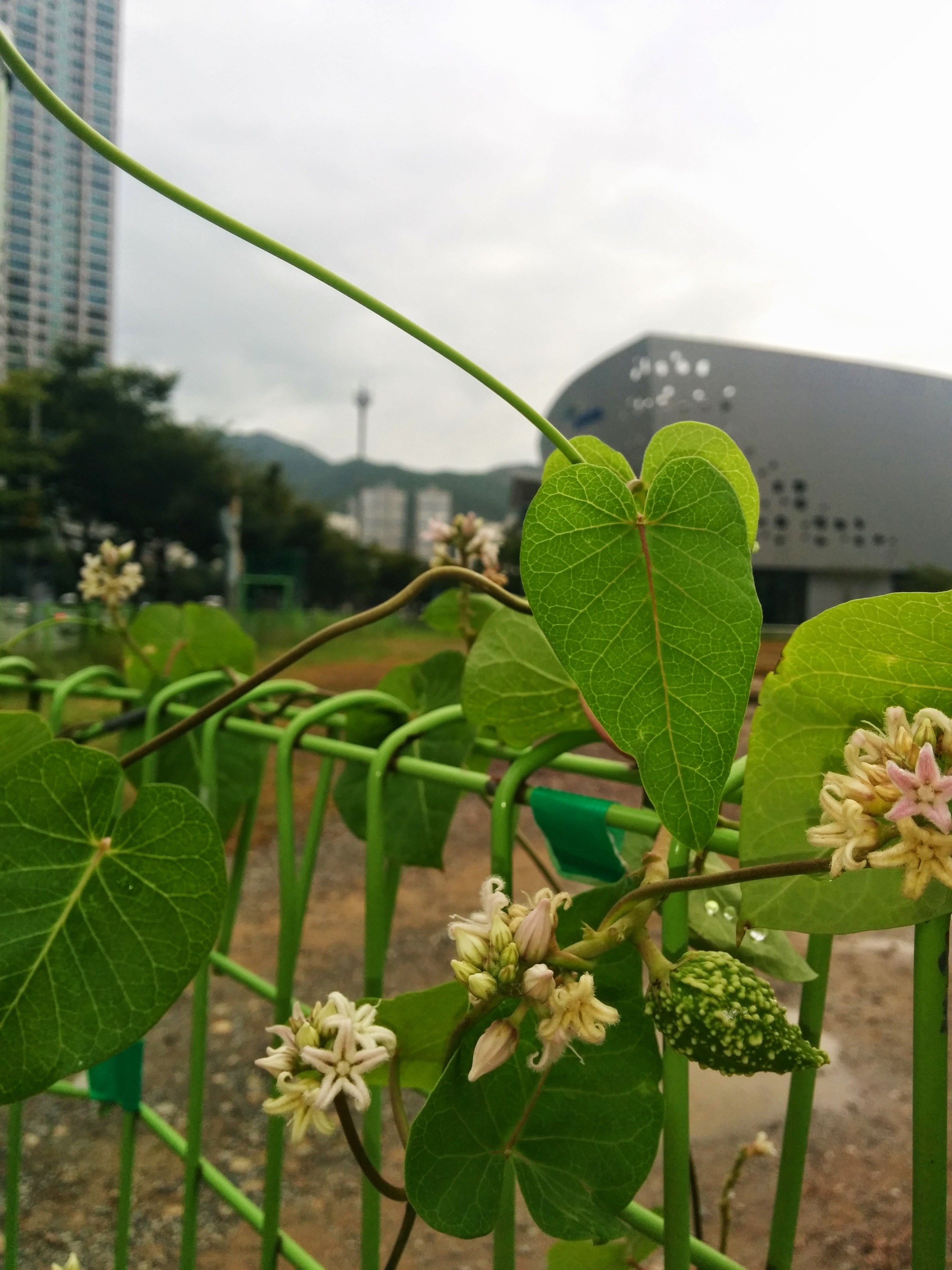 IMG_20140811_081652.jpg 공사장 울타리에서 꽃을 피우고 열매를 맺은 박주가리 덩굴