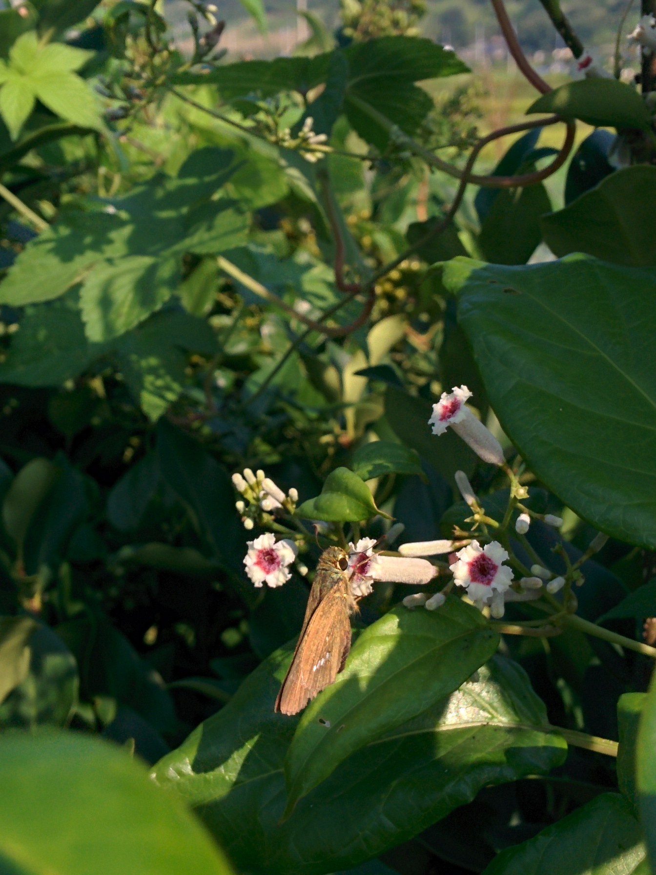 IMG_20150911_090151.jpg 작은 종 모양 꽃을 피우는 계요등(鷄尿藤), 꽃꿀을 빠는 줄점팔랑나비