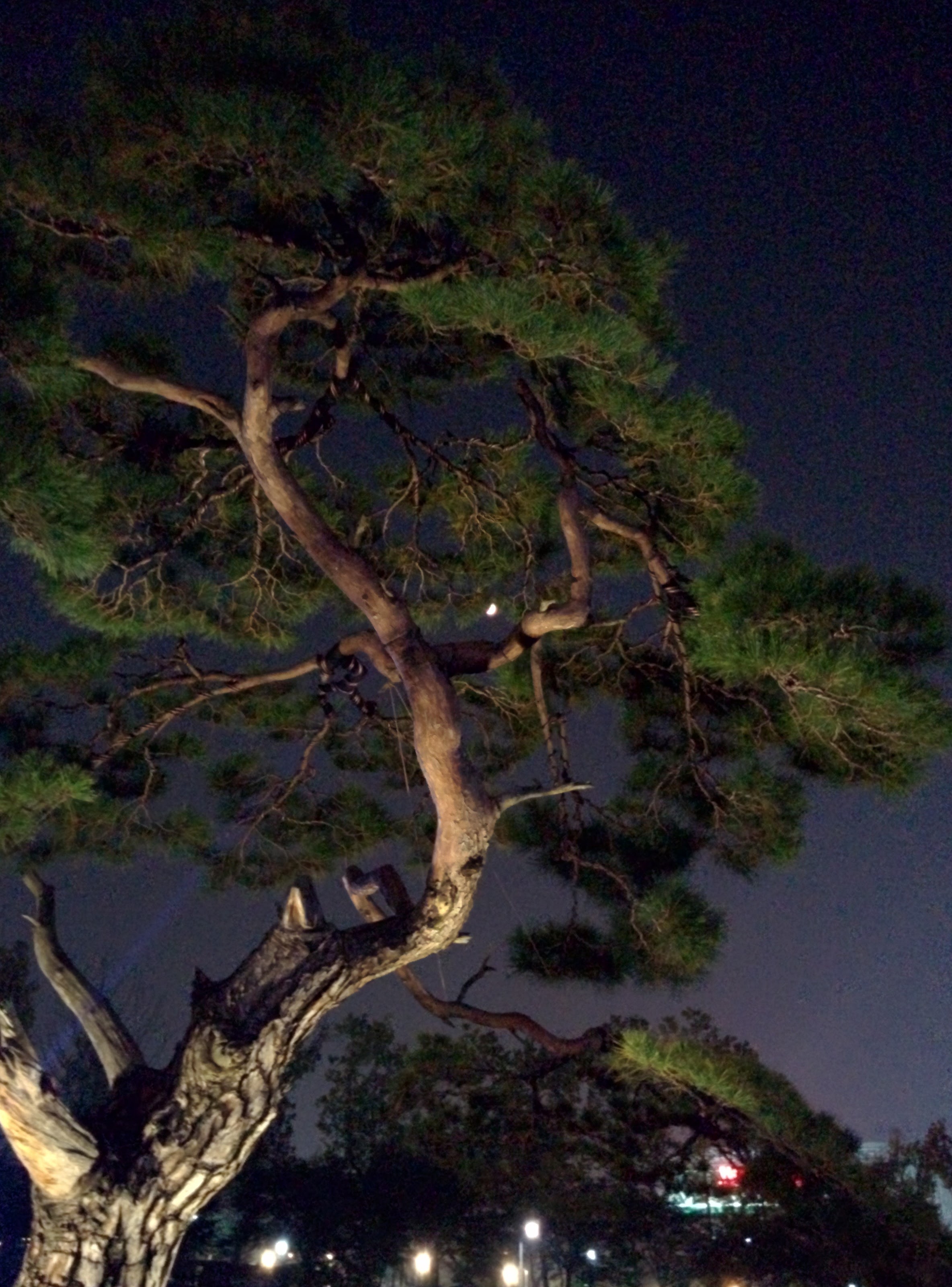 IMG_20151020_191932.jpg 유성국화전시회 야경, 달과 소나무