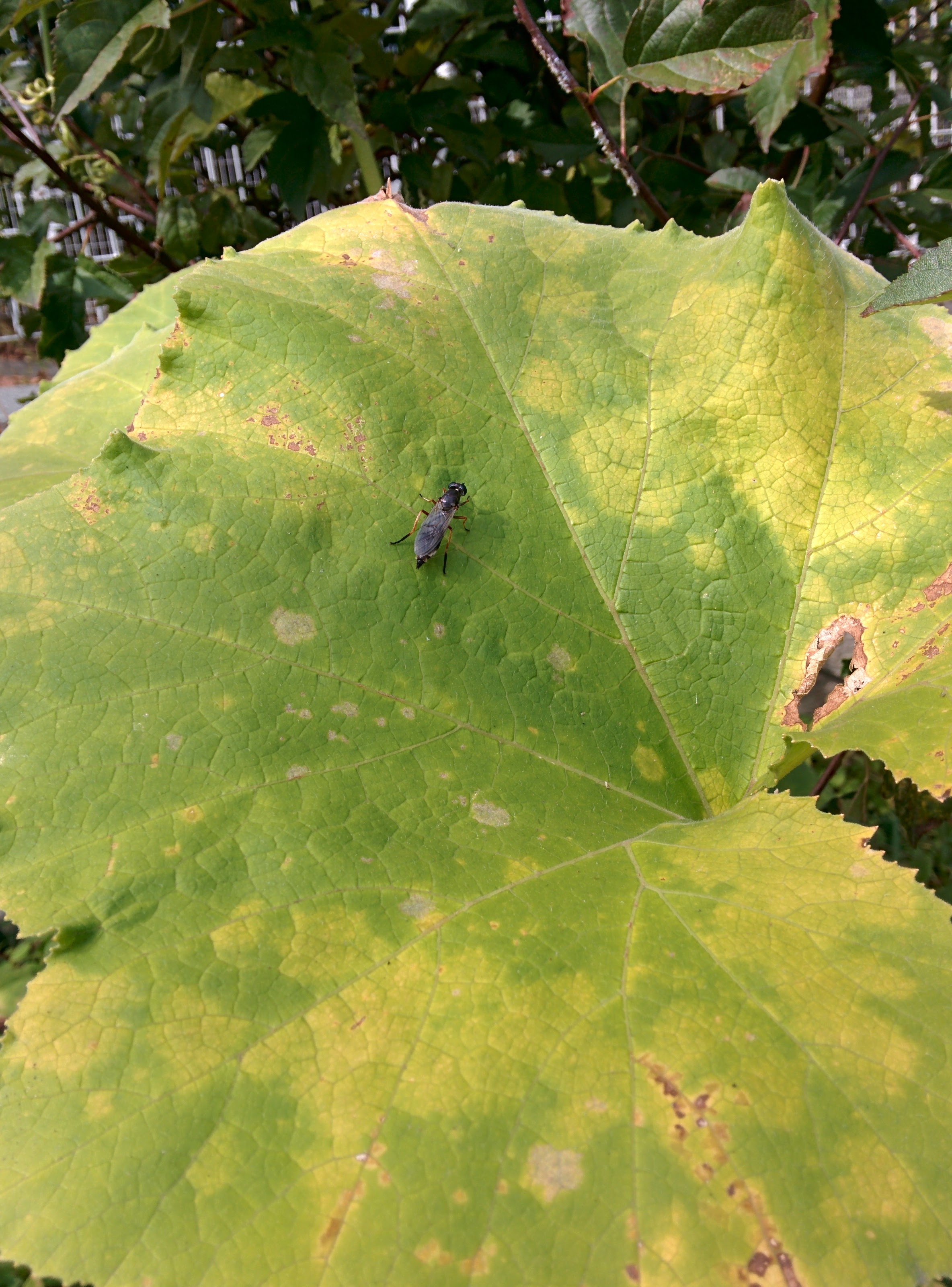 IMG_20151015_111333.jpg 호박잎 위에 앉은 잎벌 -- 동애등에 종류
