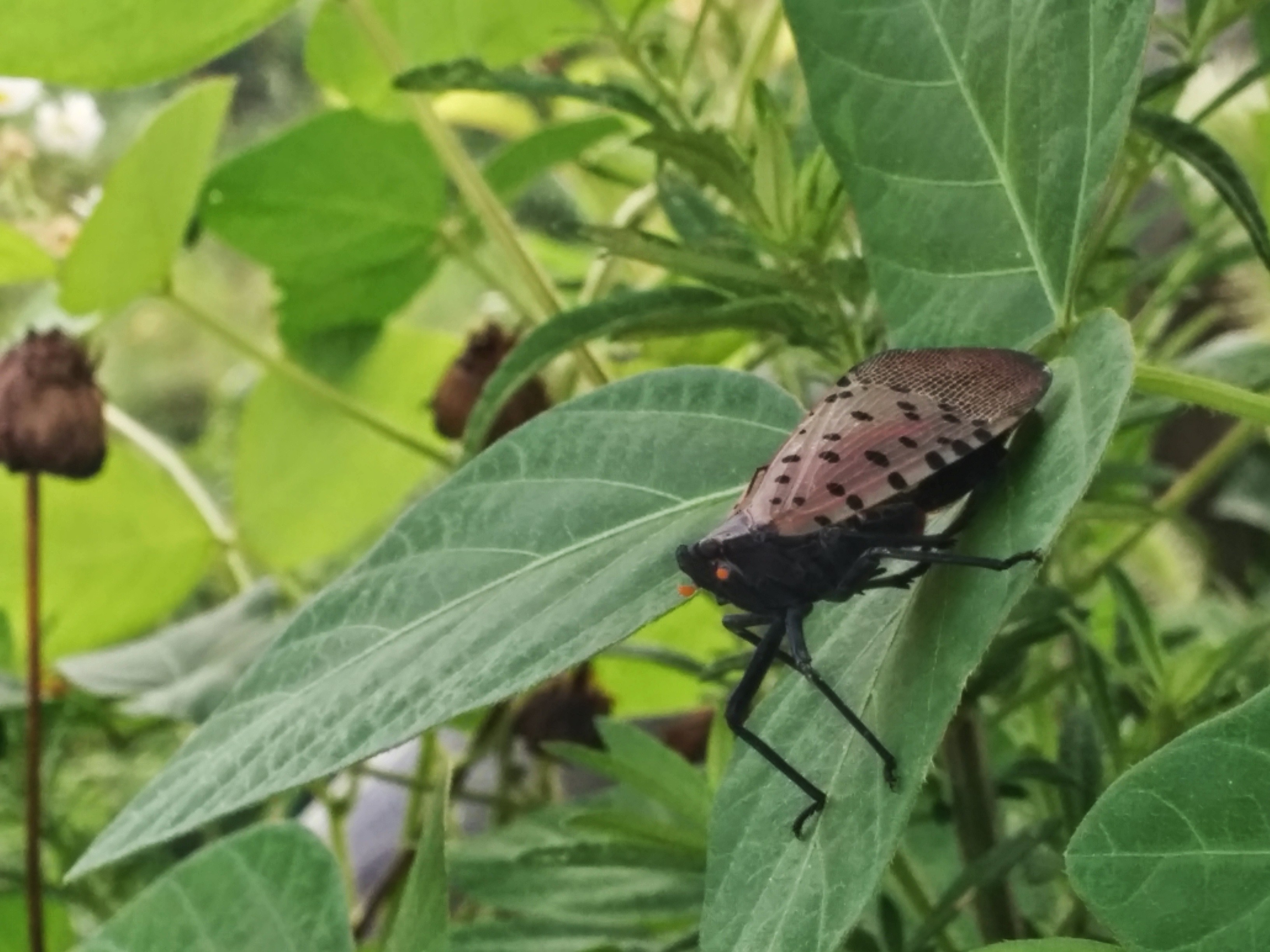 IMG_20140720_090046.jpg 주황색 더듬이가 눈처럼 보이는 주홍날개꽃매미