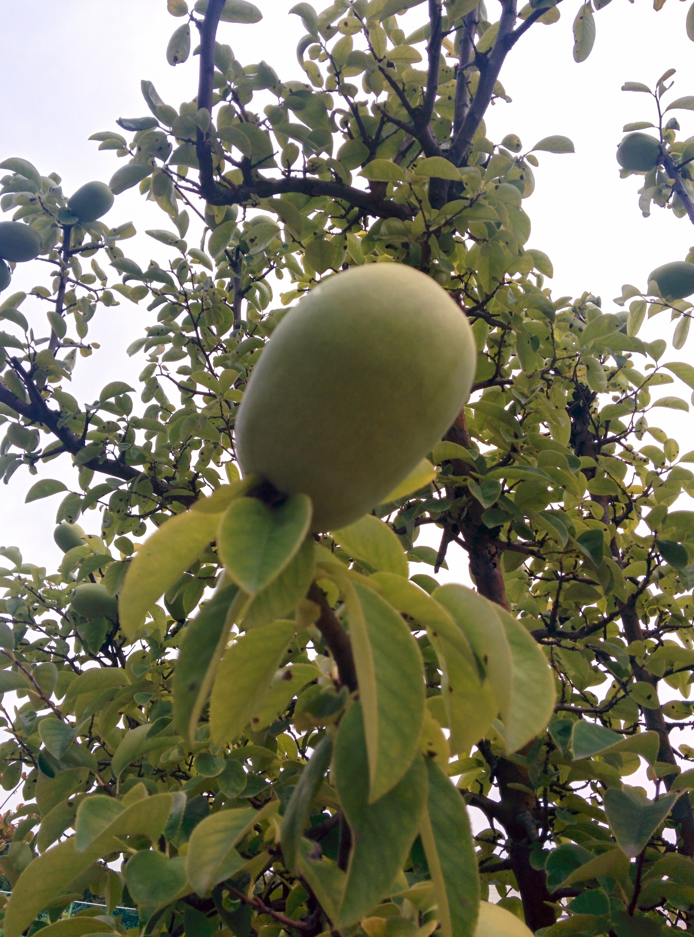 IMG_20150916_164901.jpg 과학기술연합대학원대학교 모과나무에 모과열매가 주렁주렁