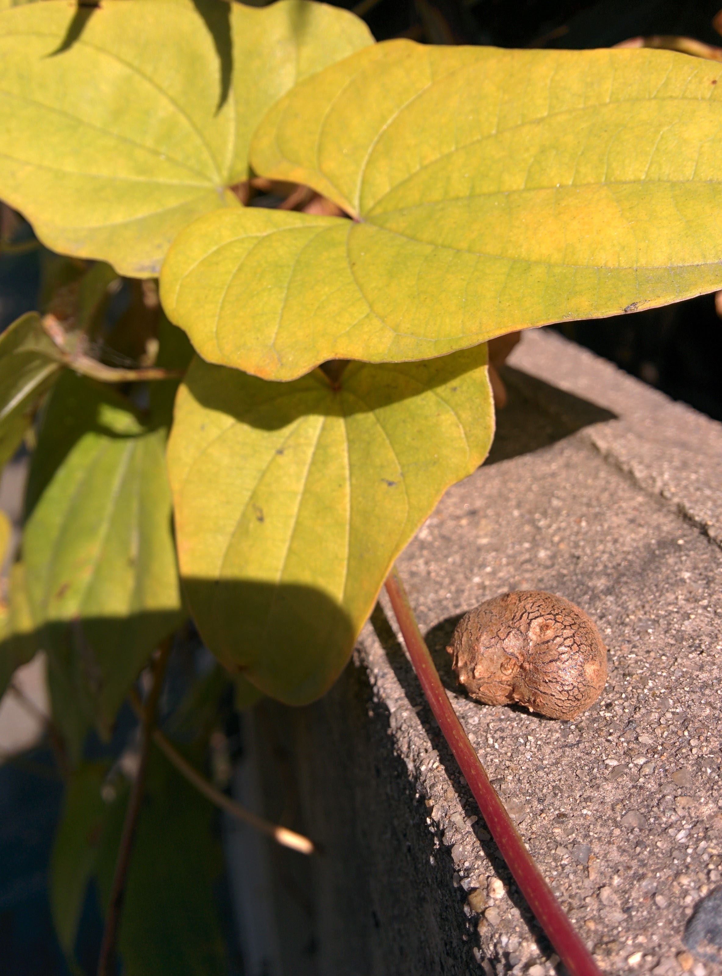 IMG_20151104_121323.jpg 담장을 타고오른 며느리밑씻개 덩굴의 열매