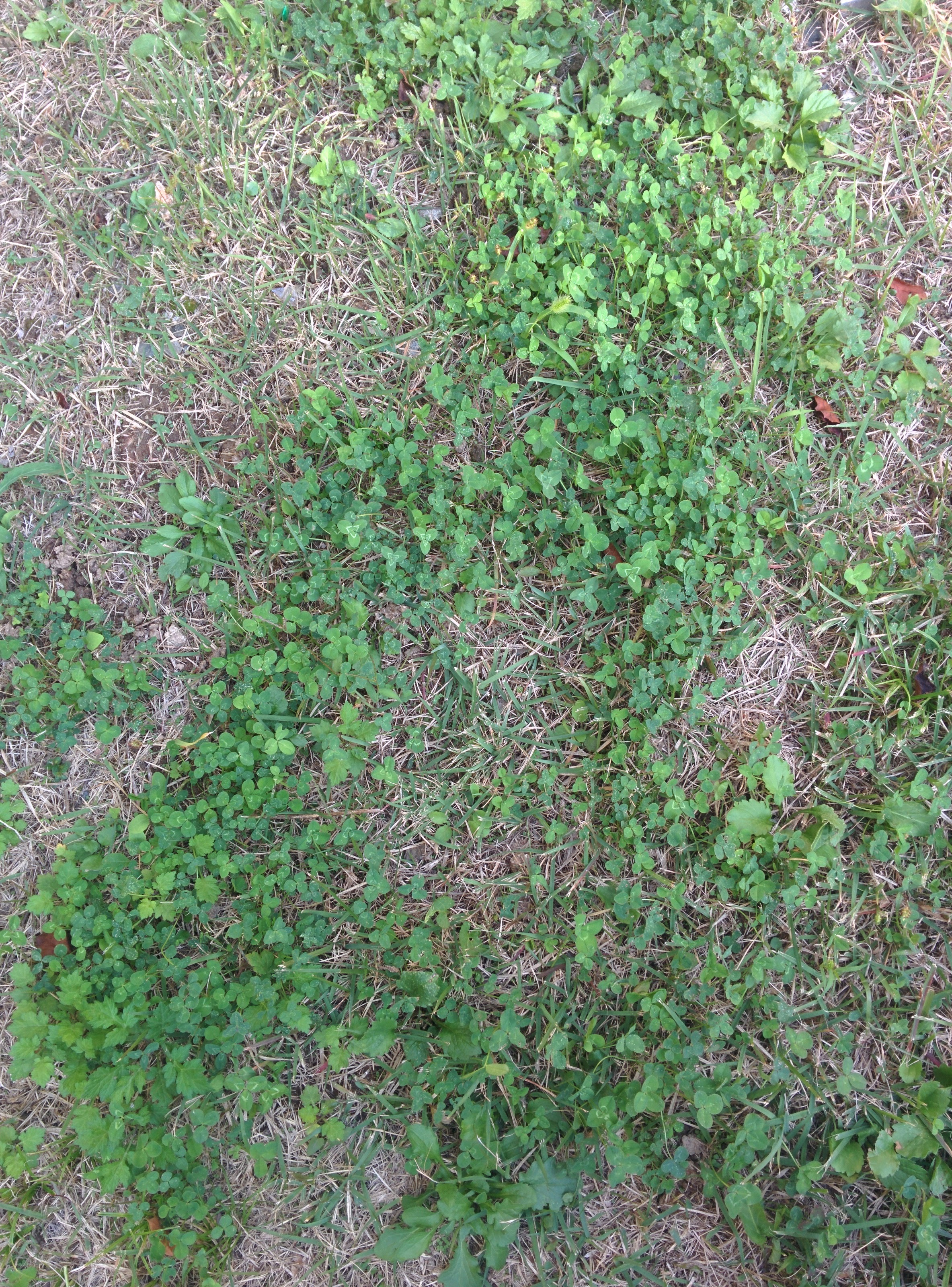 IMG_20151013_161107.jpg 잔디밭에서 자라는 토끼풀... 모두 세잎클로버.