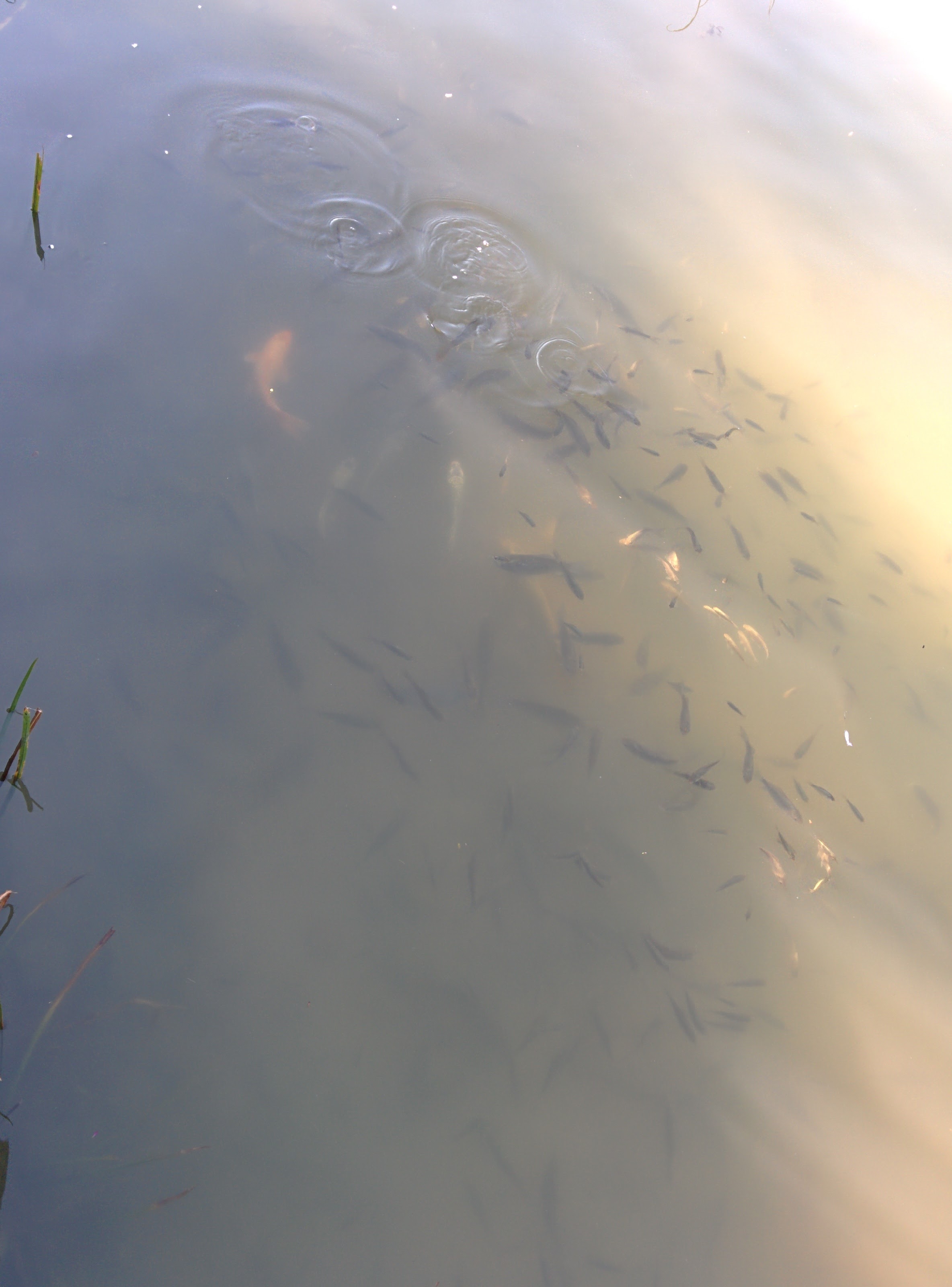 IMG_20151025_145526.jpg 유림공원 반도지에 사는 물고기 떼... 비단잉어, 금붕어, 붕어