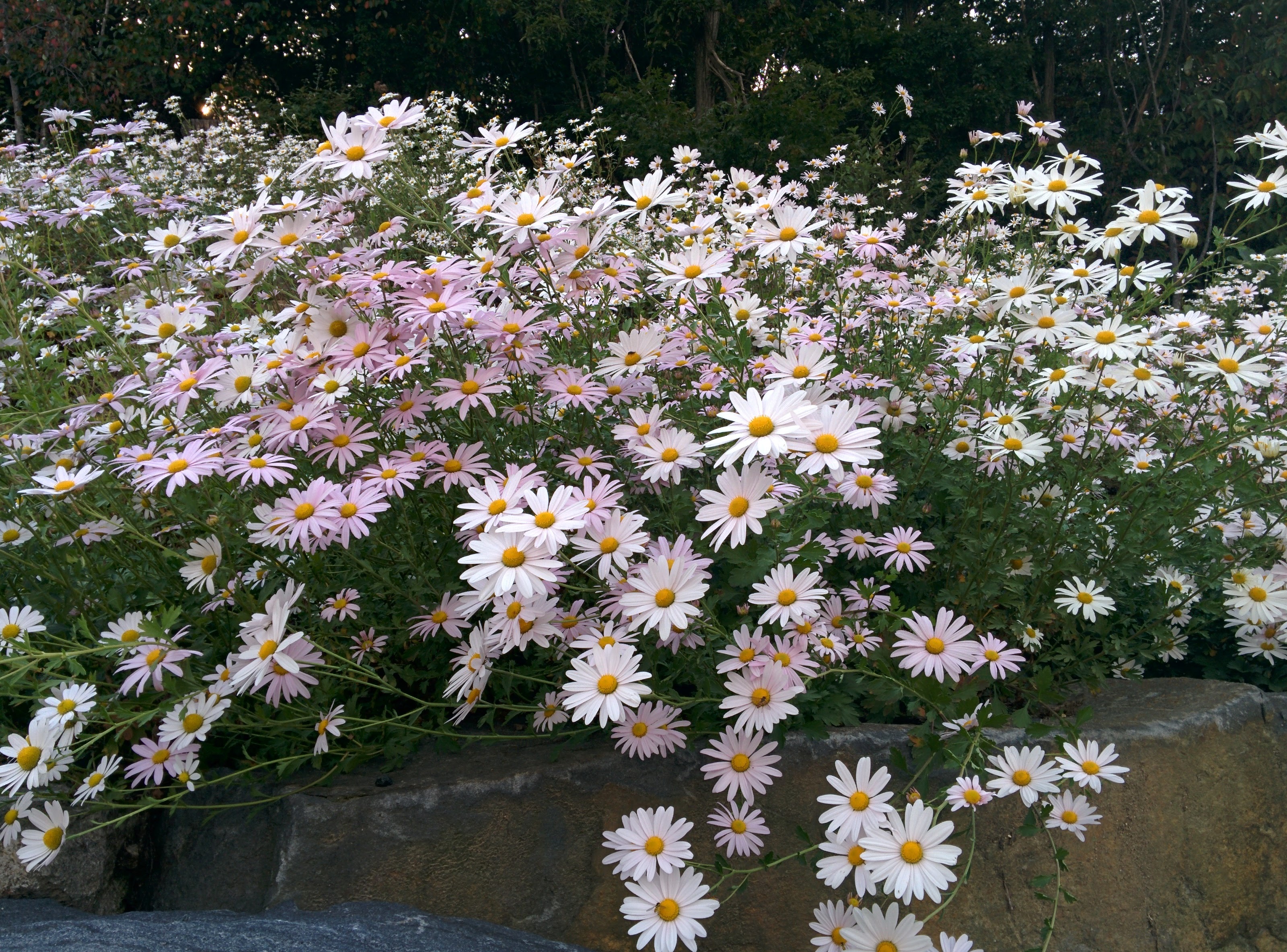IMG_20151003_154012.jpg 사찰 야산을 덮은 꽃잎이 큰 하얀색 들국화, 구절초 꽃