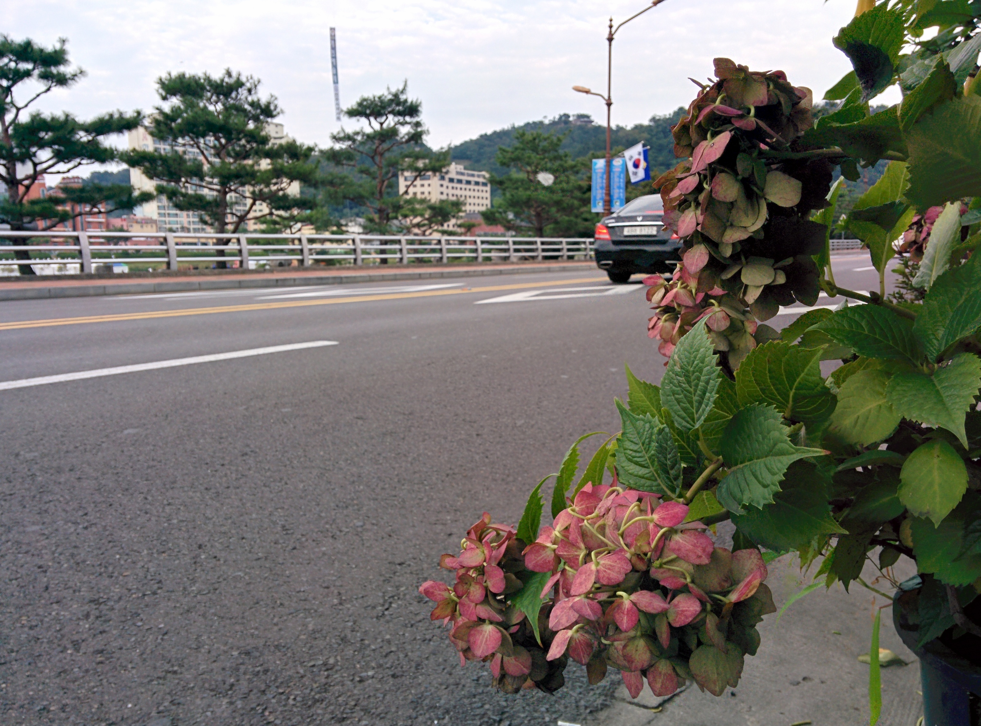 IMG_20150926_162847.jpg 길가의 수국 화분